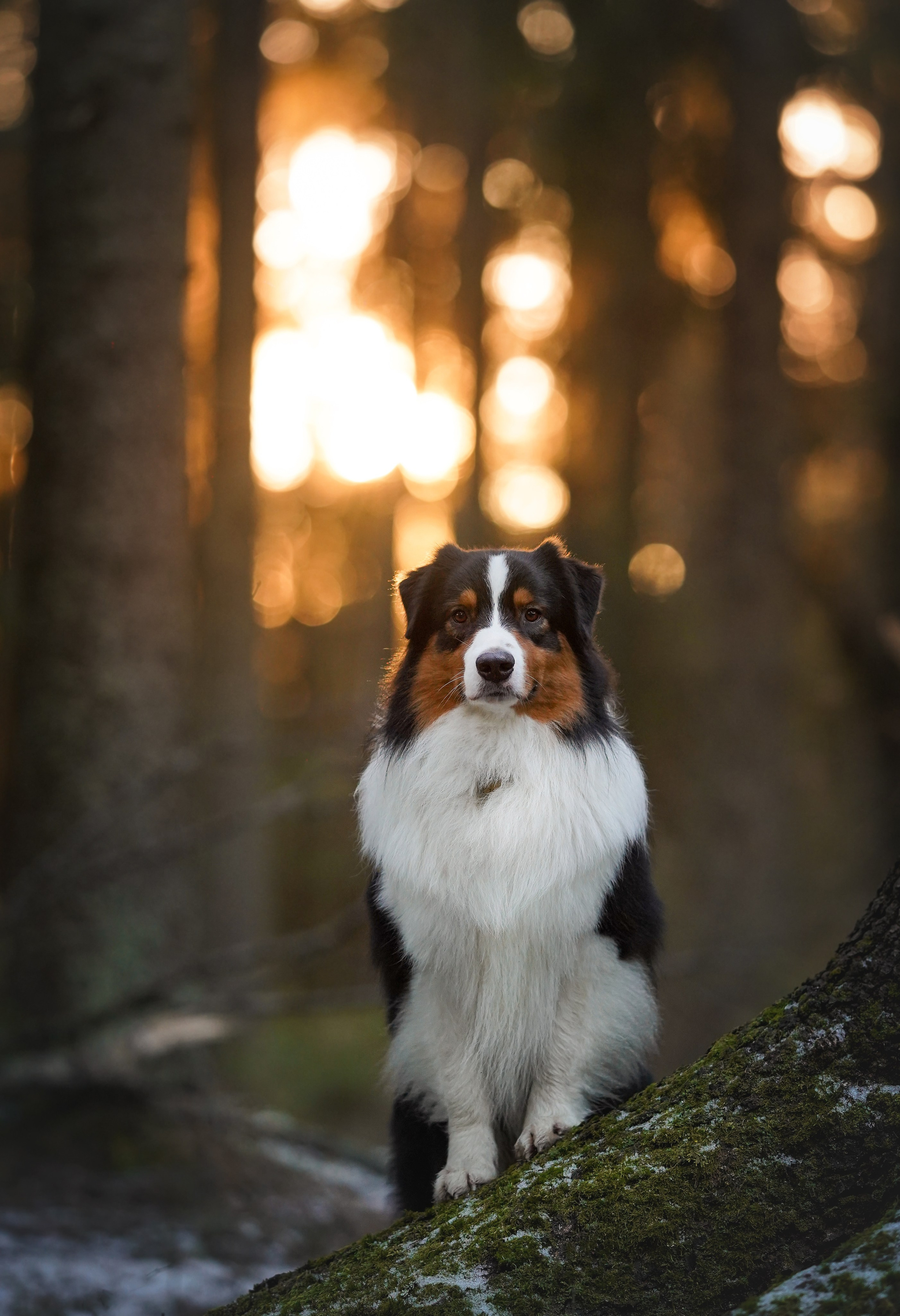 Бэст Айла и Панда. Фотограф-анималист в Санкт-Петербурге Яна Мартынова