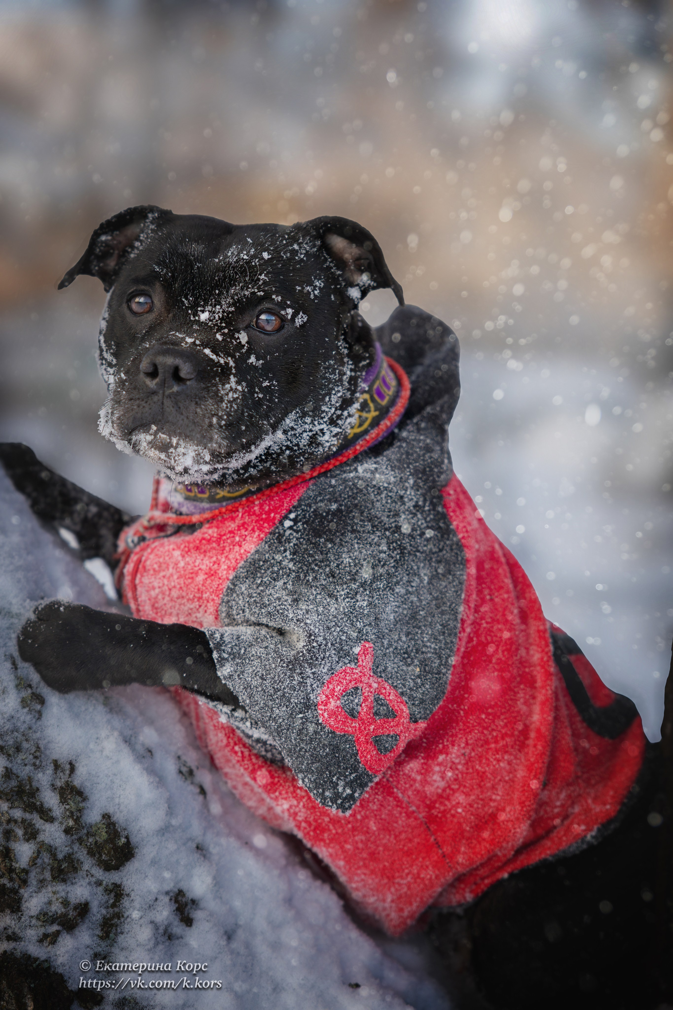 Прогулки. Главная