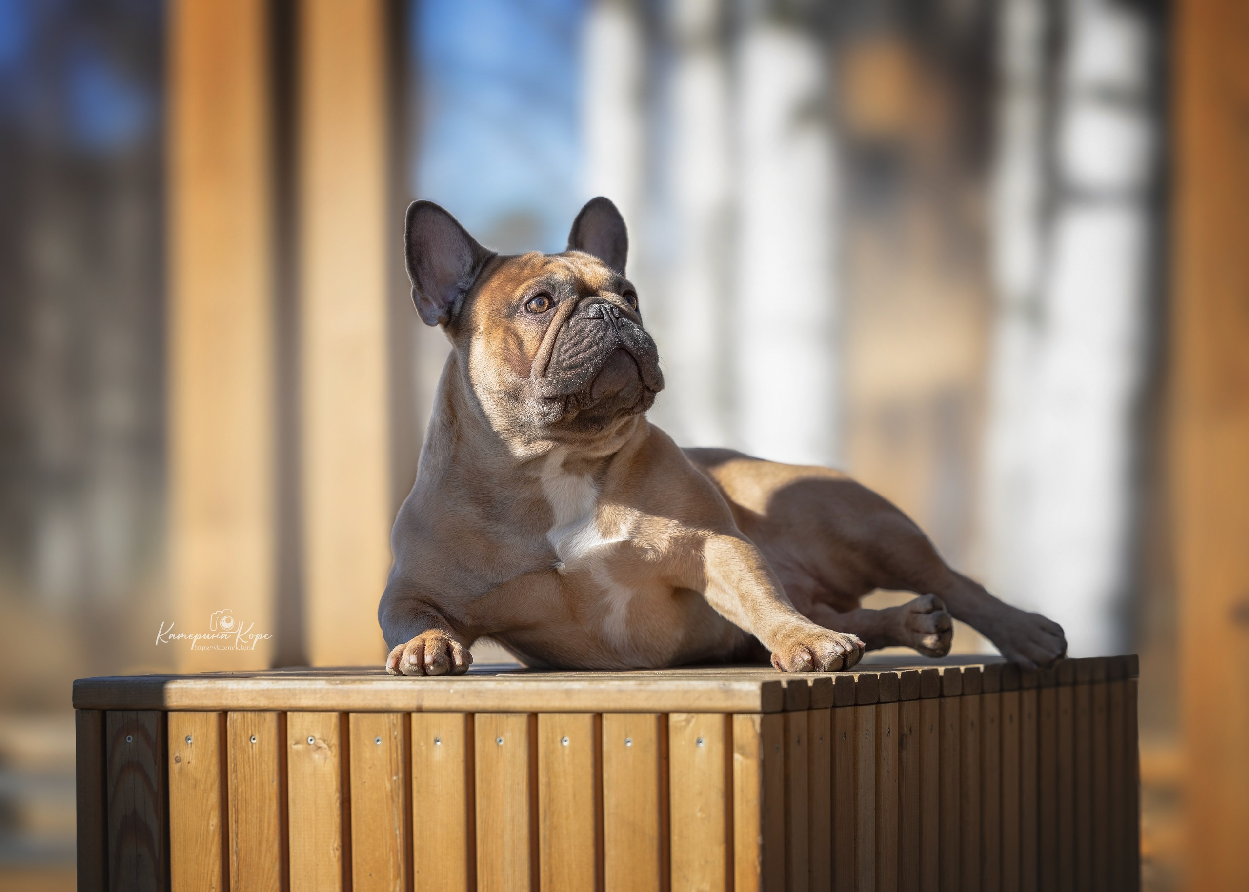 Французский бульдог Тайсон. Главная
