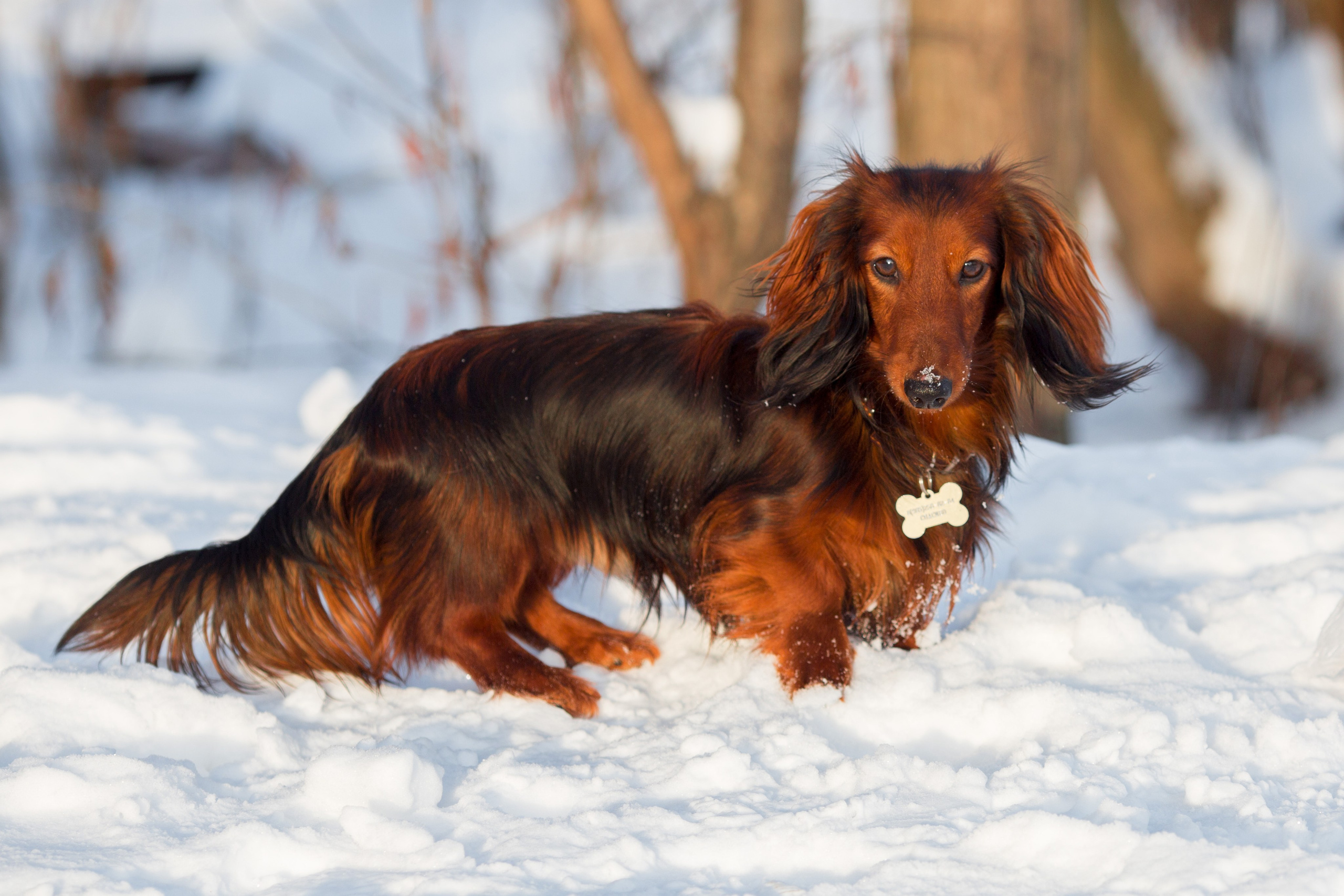 Зимняя прогулка. Репортажный фотограф Борис Геер