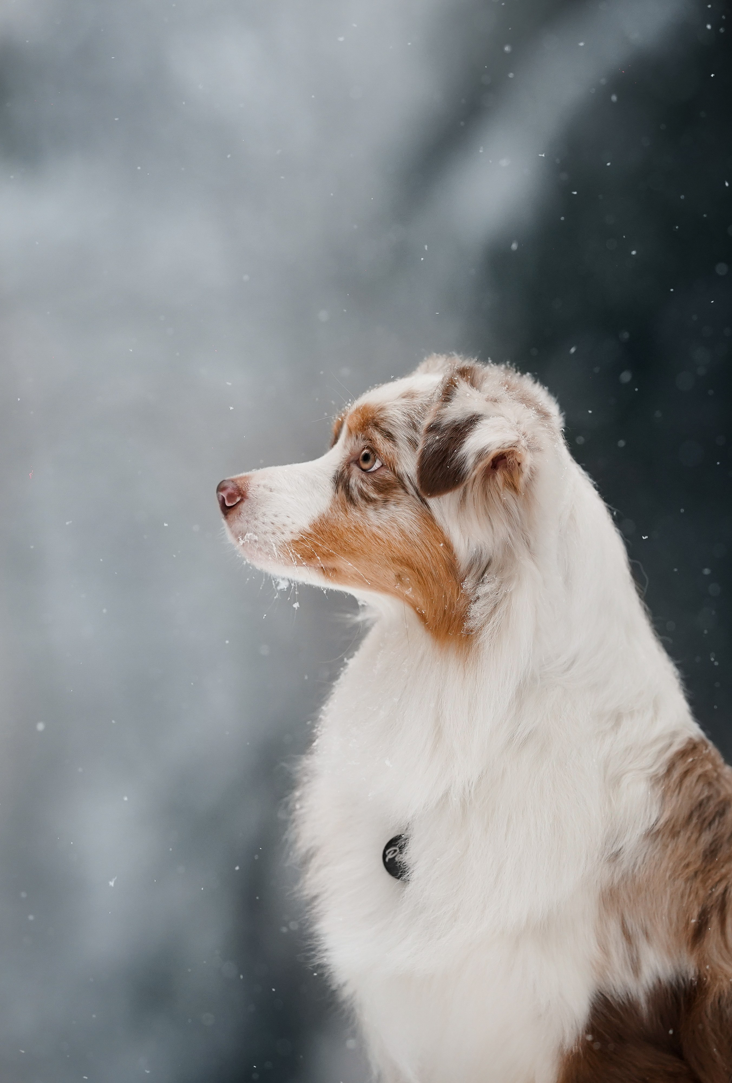 Панда. Фотограф-анималист в Санкт-Петербурге Яна Мартынова