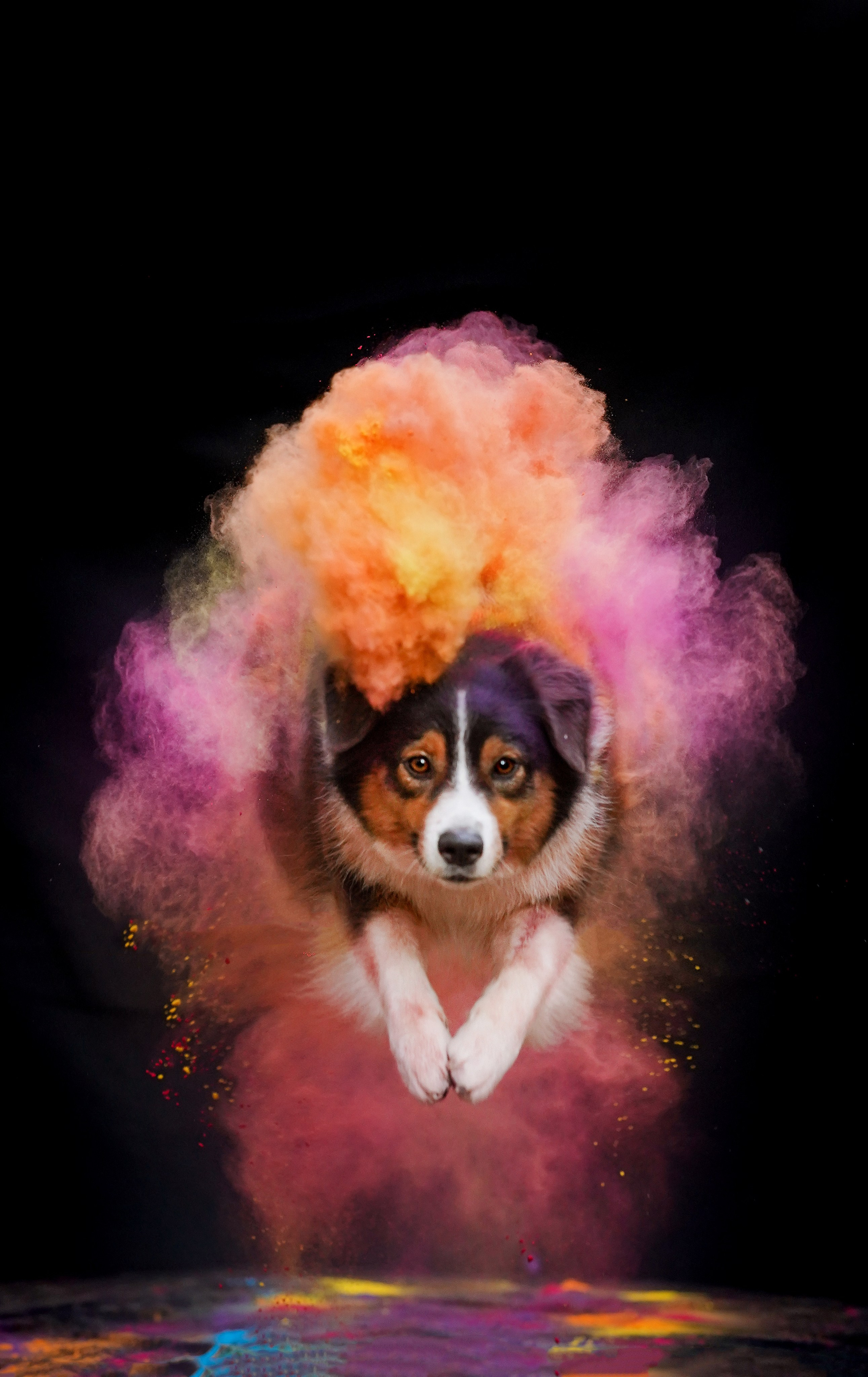 Съемка с красками холли. Фотограф-анималист в Санкт-Петербурге Яна Мартынова