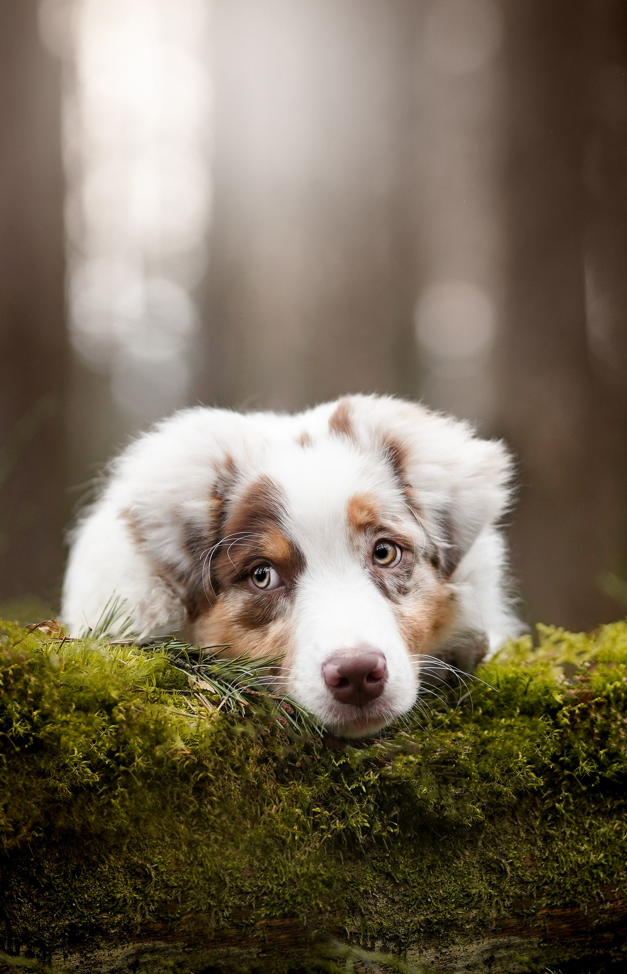 Панда и Эста. Фотограф-анималист в Санкт-Петербурге Яна Мартынова