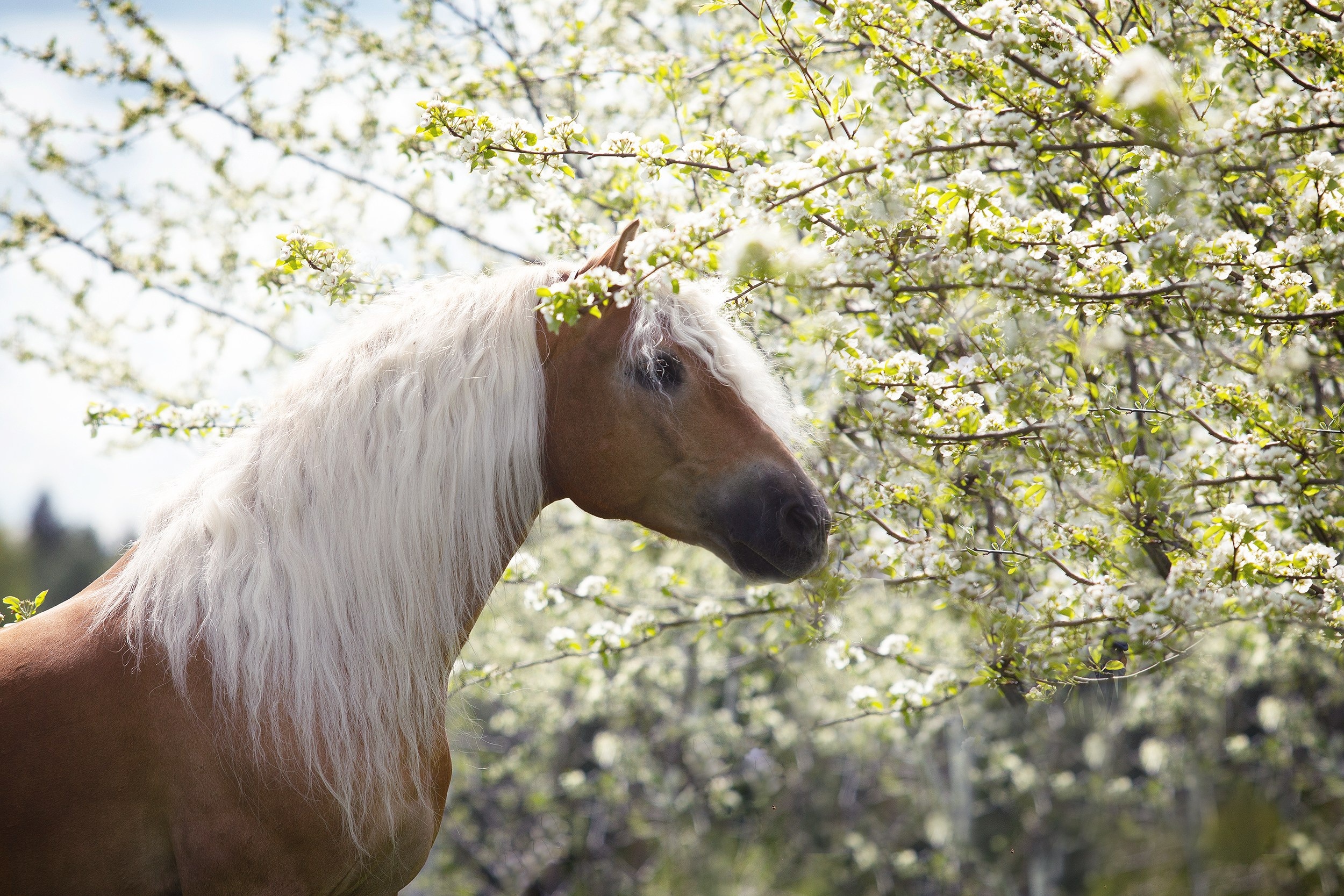 Лошади. Фотограф-анималист Юлия Удовенко