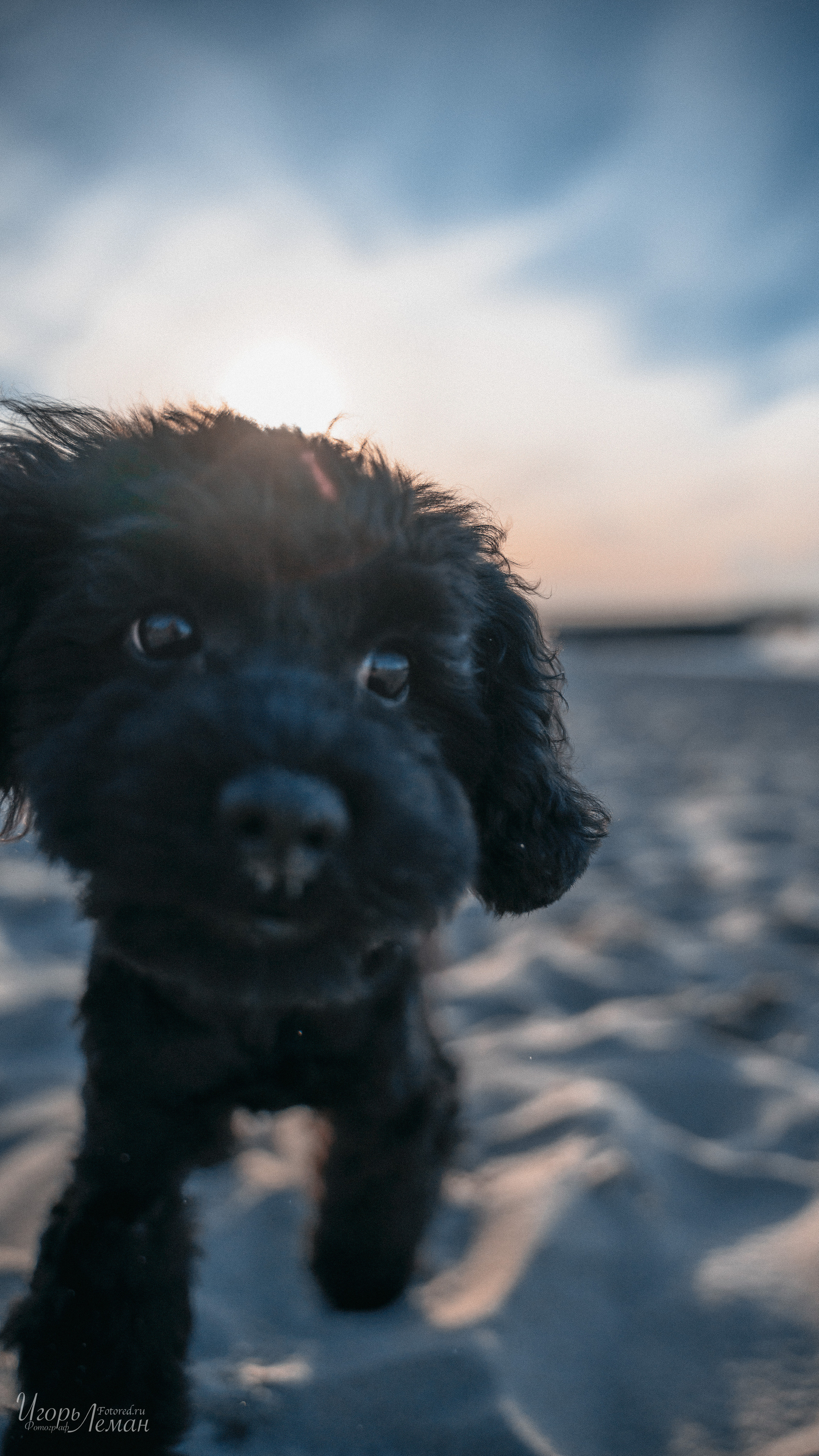 Калининград. Свадебный и семейный фотограф Калининград Зеленоградск Светлогорск Леман Игорь