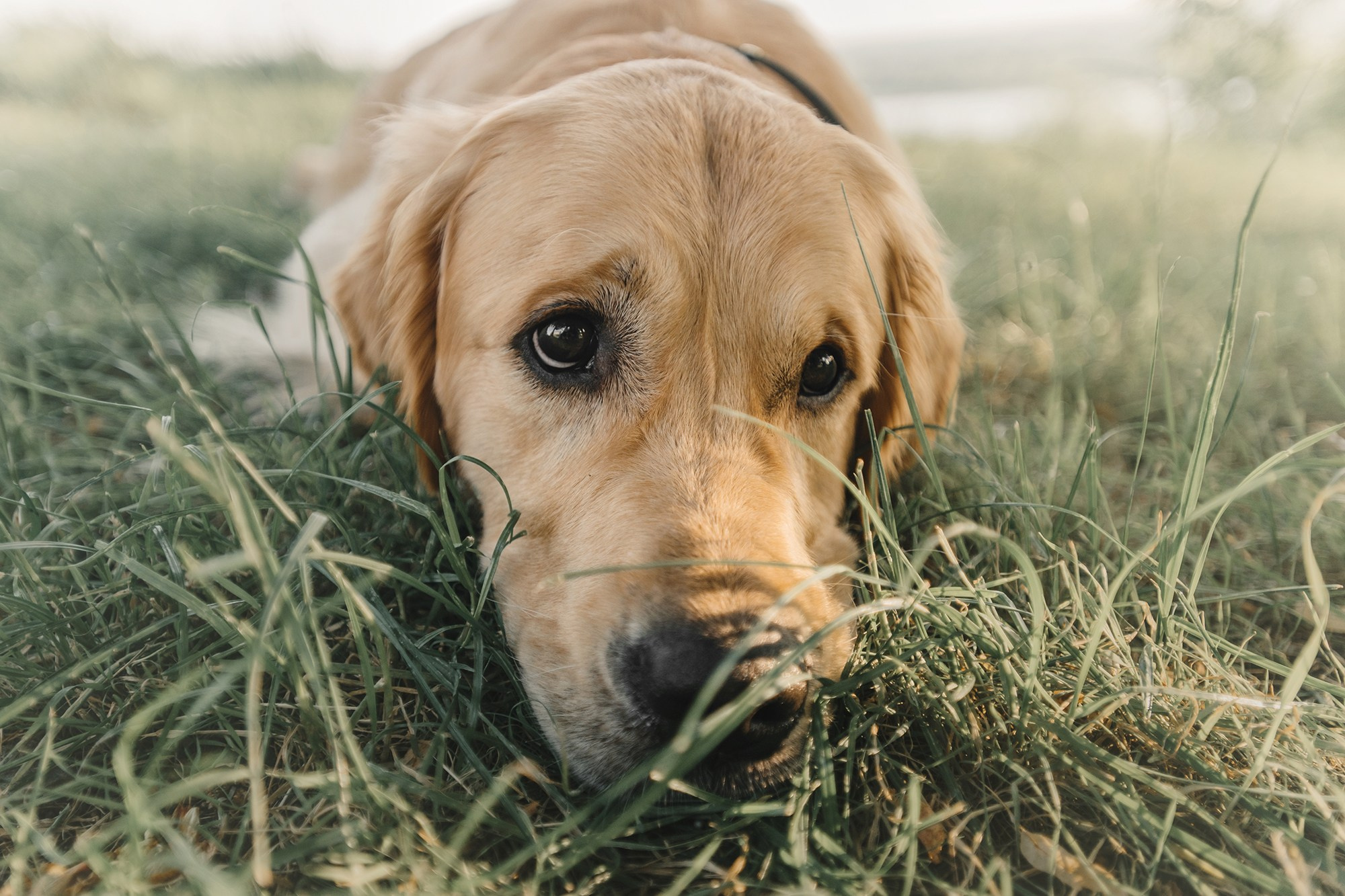 Питомец в кадре. Фотограф Анна Тюрина
