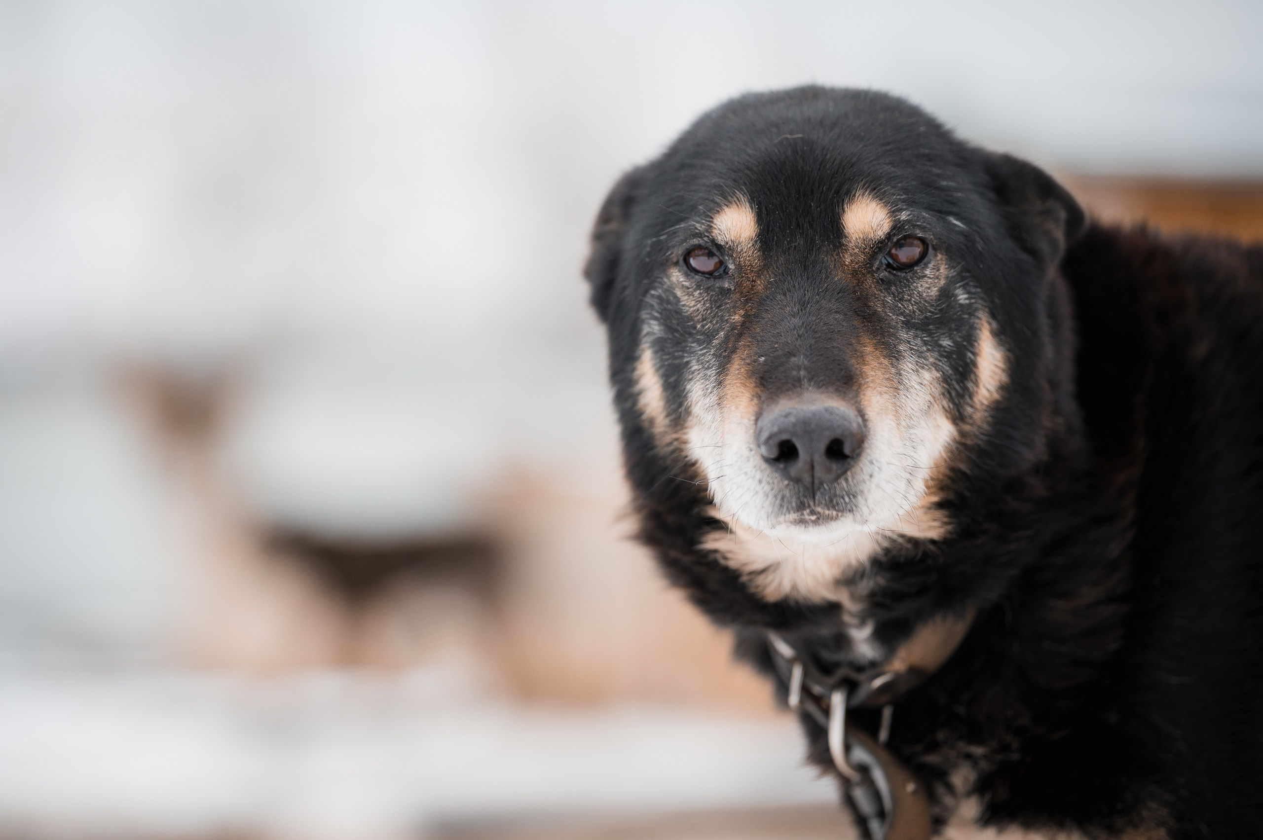 Барон. Улыбка собаки — спасение и пристройство бездомных собак