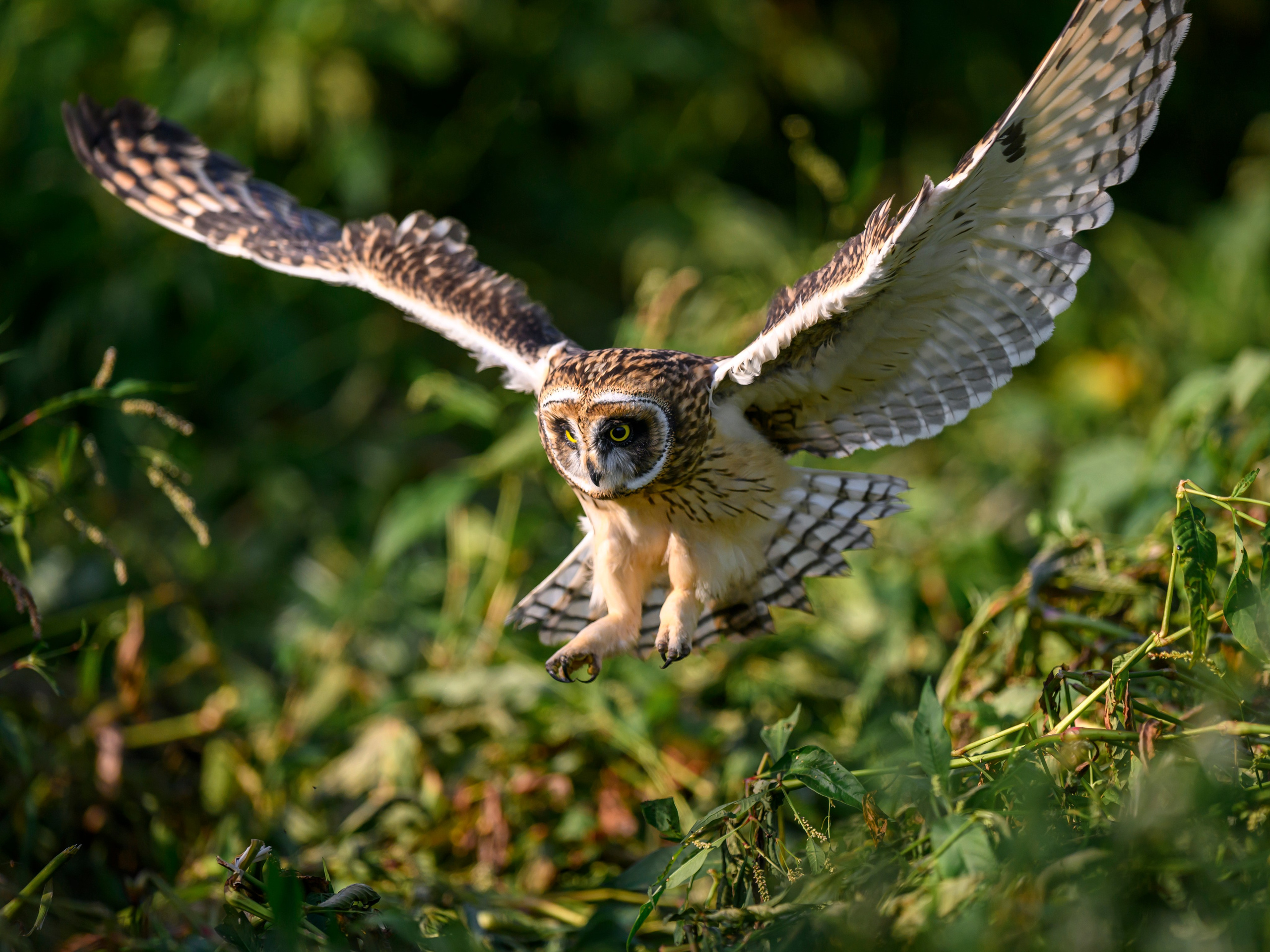 Short eared owl. Wildlife photography by Sergey Puponin