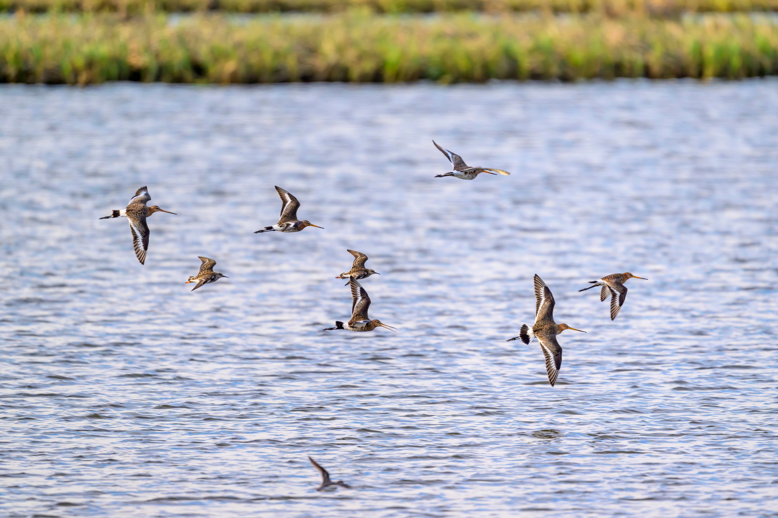 Веретенник. Фотограф Сергей Пупонин