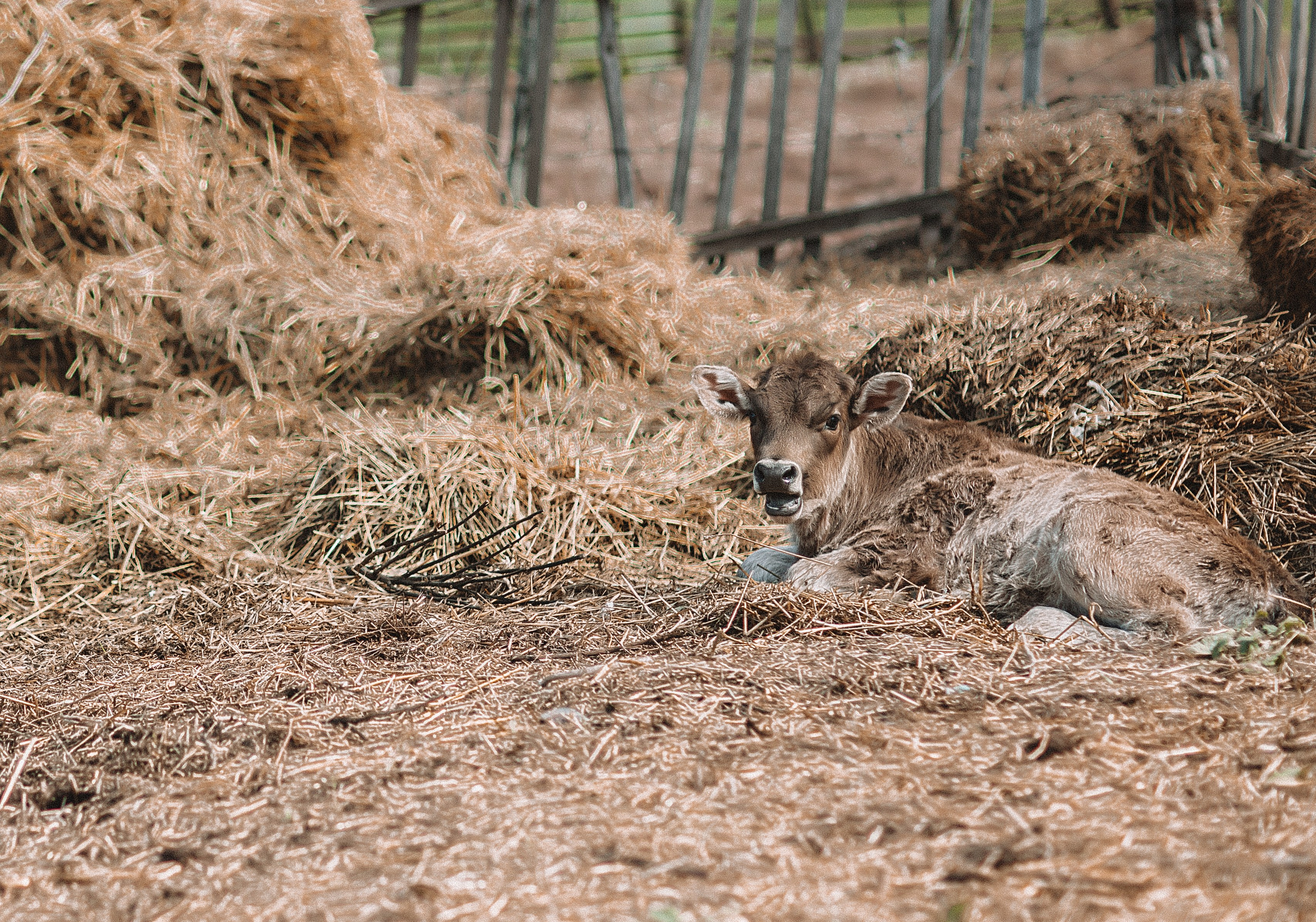 Семейная фотосессия в горах. Свадебный и семейный фотограф/видеограф в Краснодаре Наталья Осинская