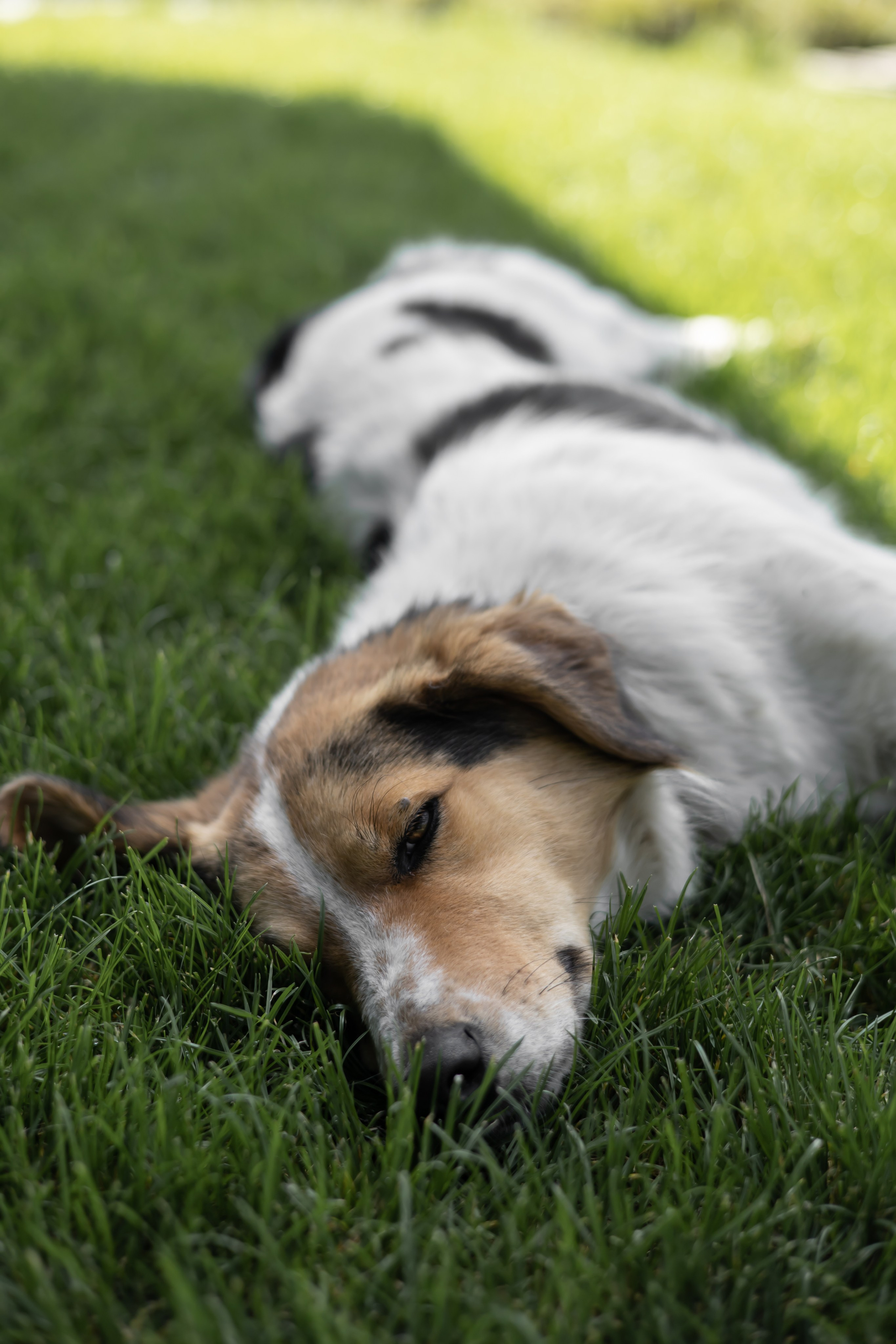 ДИНИЯ. Фотограф Элла Ефимова