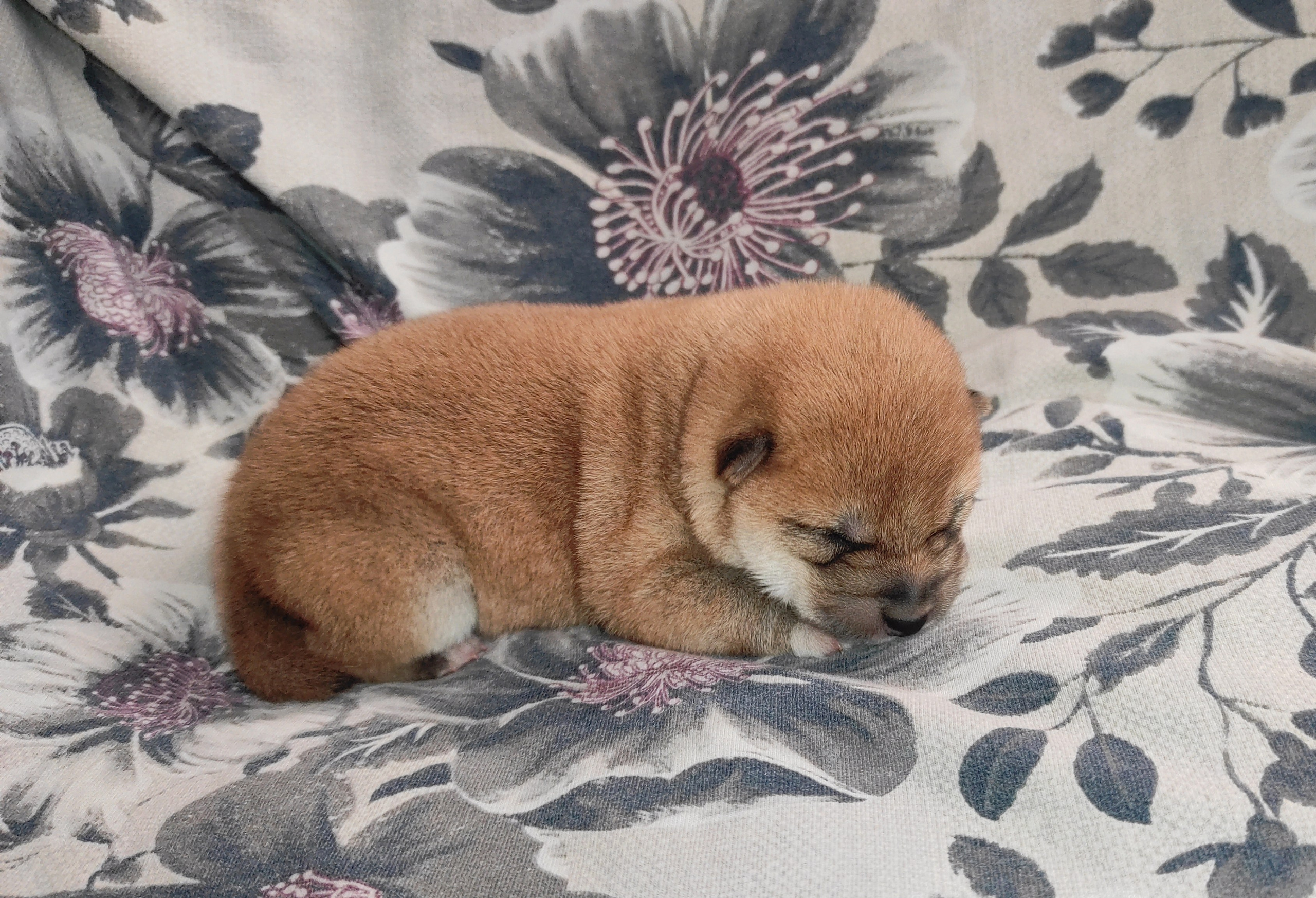 сиба питомник Рубилайт щенки на продажу rubylight  сиба щенки купить СПб Санкт-Петербург 