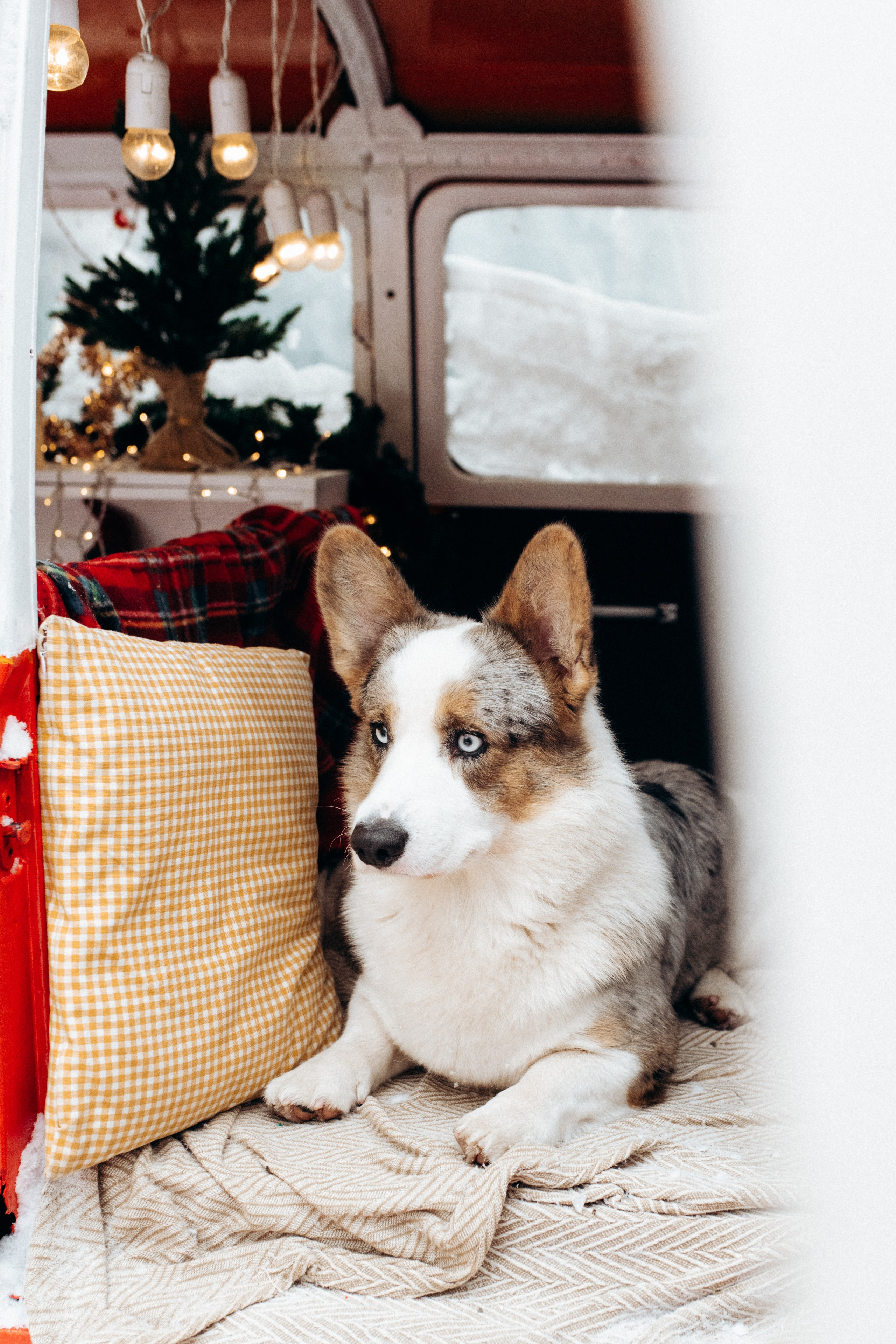 Маша и Дэф. Фотограф анималист в Москве Ольга Агушева