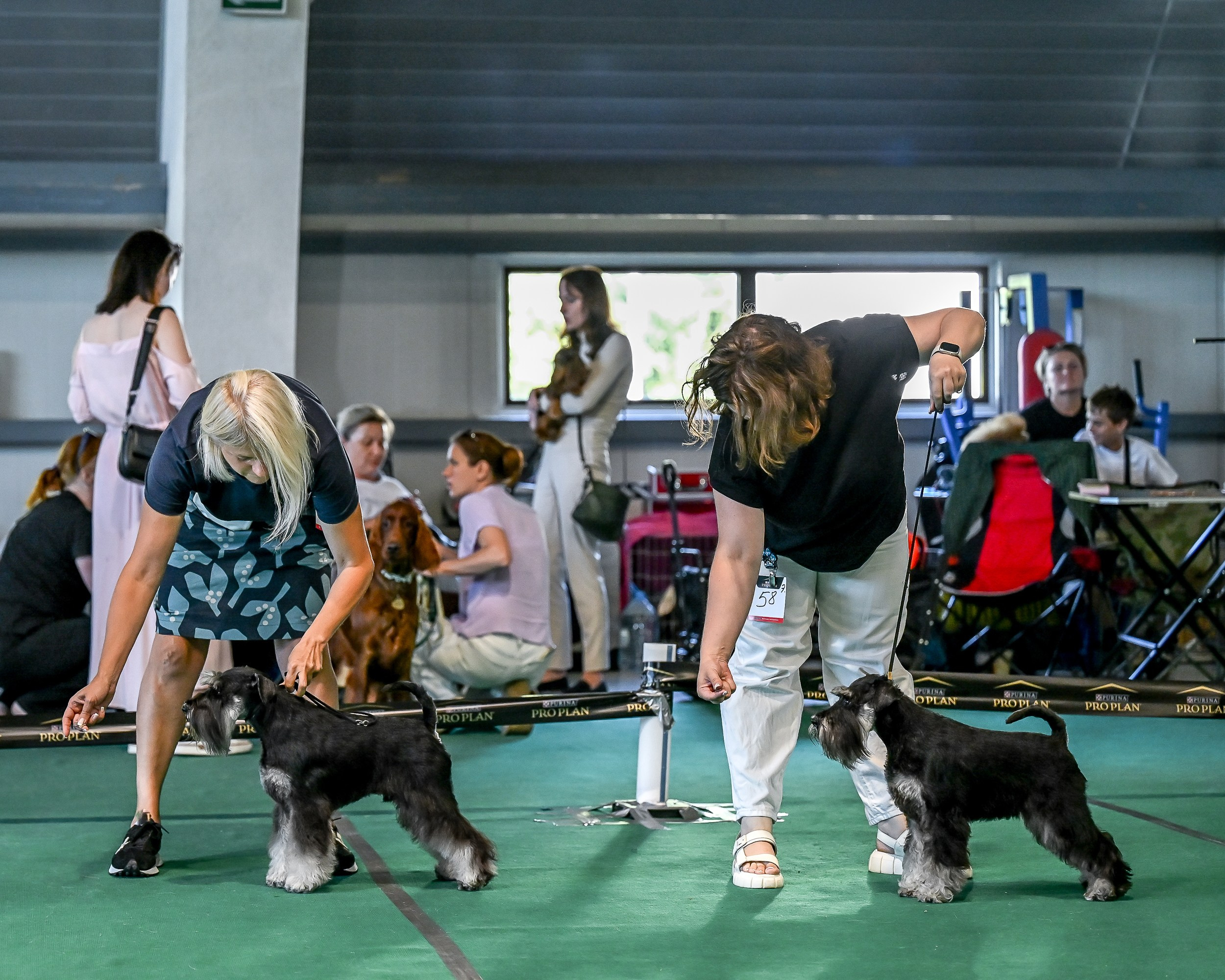 Зари/DELINSO BALANCE CZESARIA ZARI. Питомник цвергшнауцеров в Беларуси «Делинсо Бэлэнс»