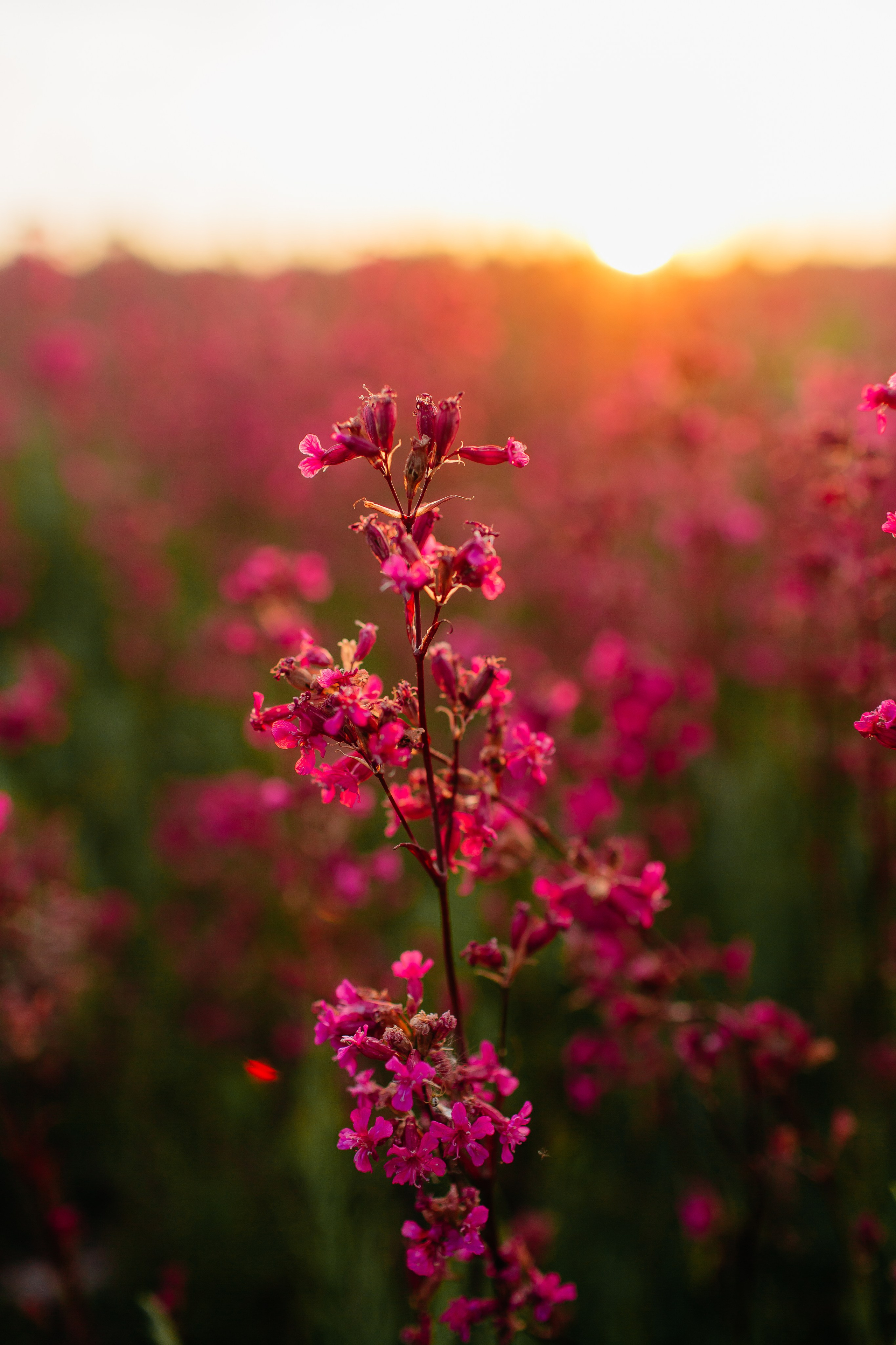 Маша. Свадебный и семейный фотограф Иваново Елена Угодина