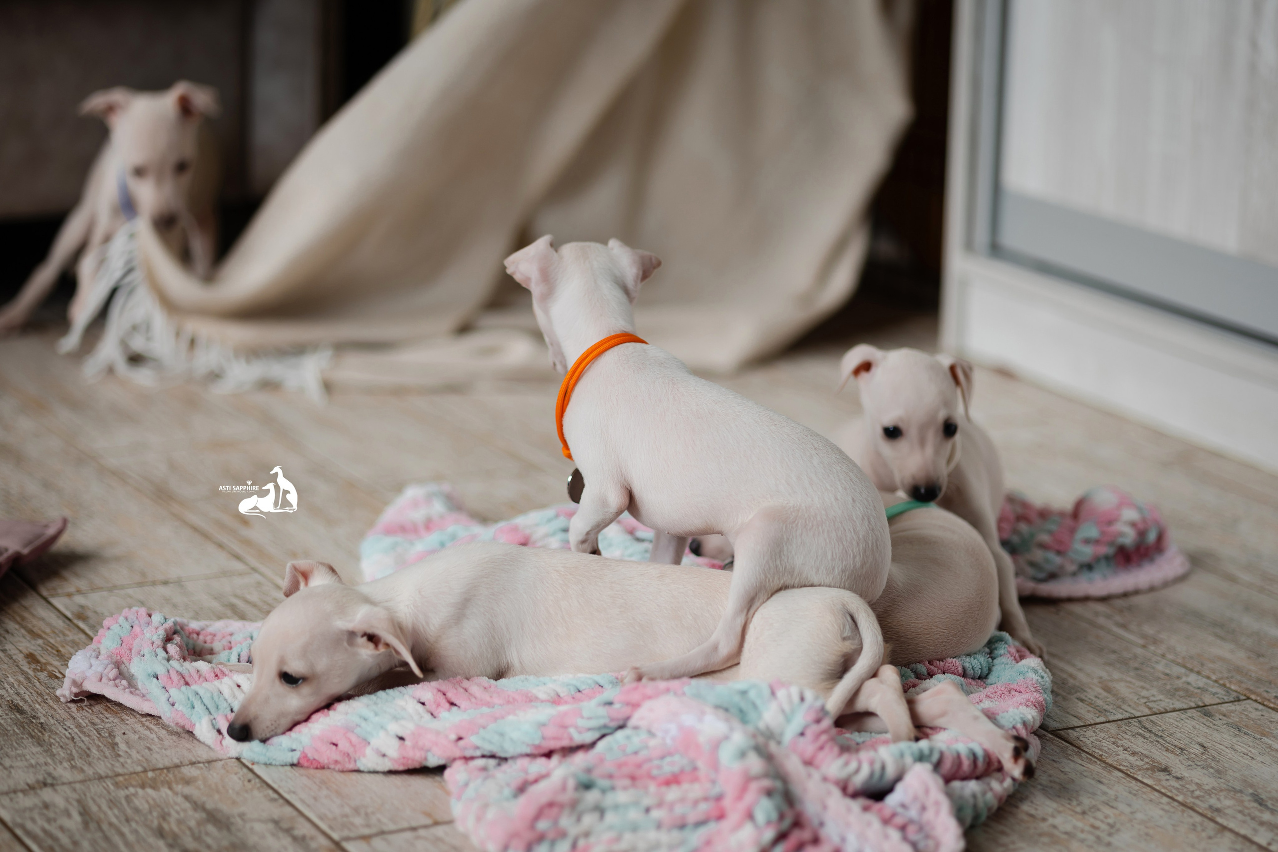 Белоснежные. Professional Italian Greyhound Kennel RKF/FCI ASTI SAPPHIRE 💎 Sochi|St. Petersburg