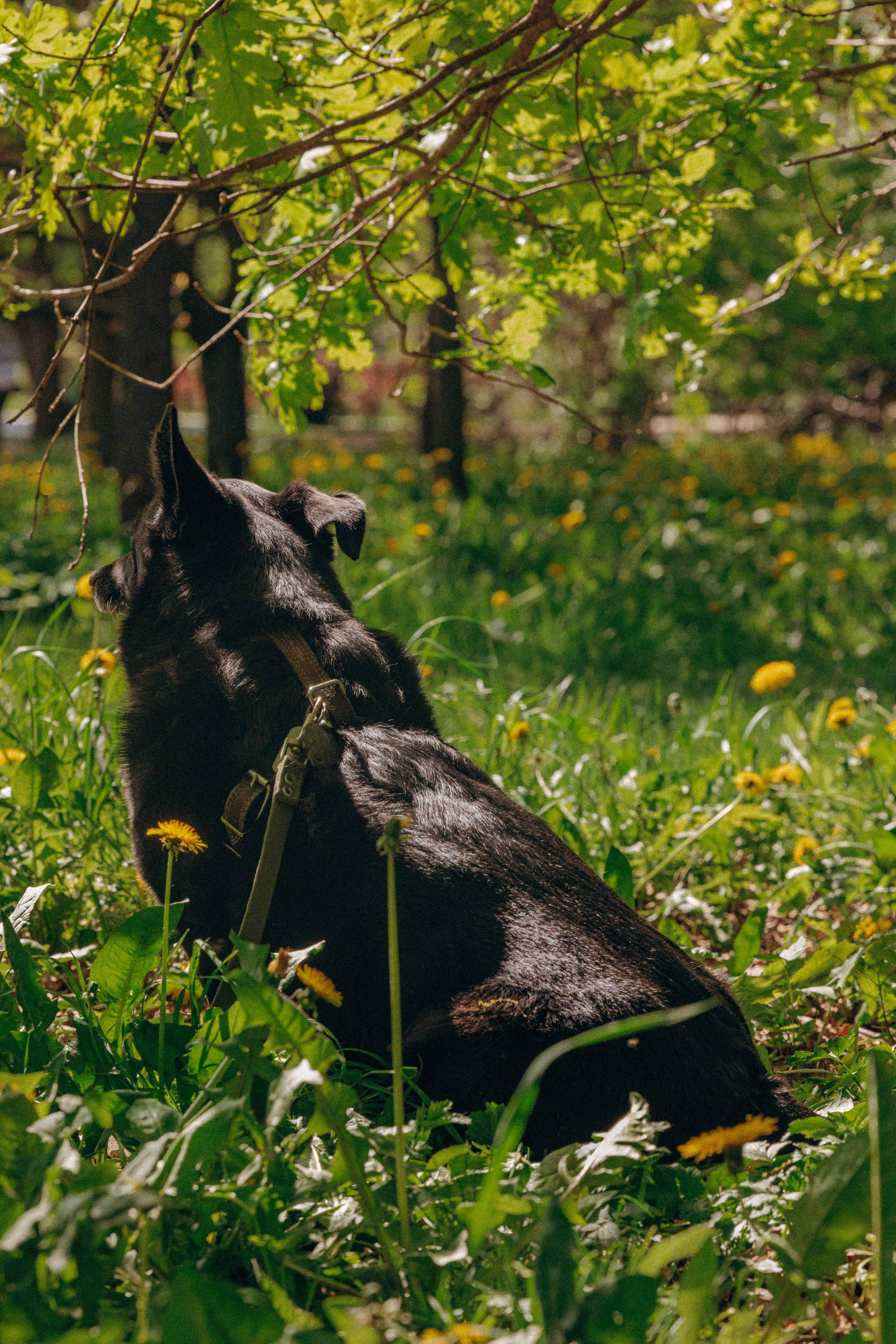 Наталья, Марфа и Норд. Фотограф-анималист в Москве Лера Черноног