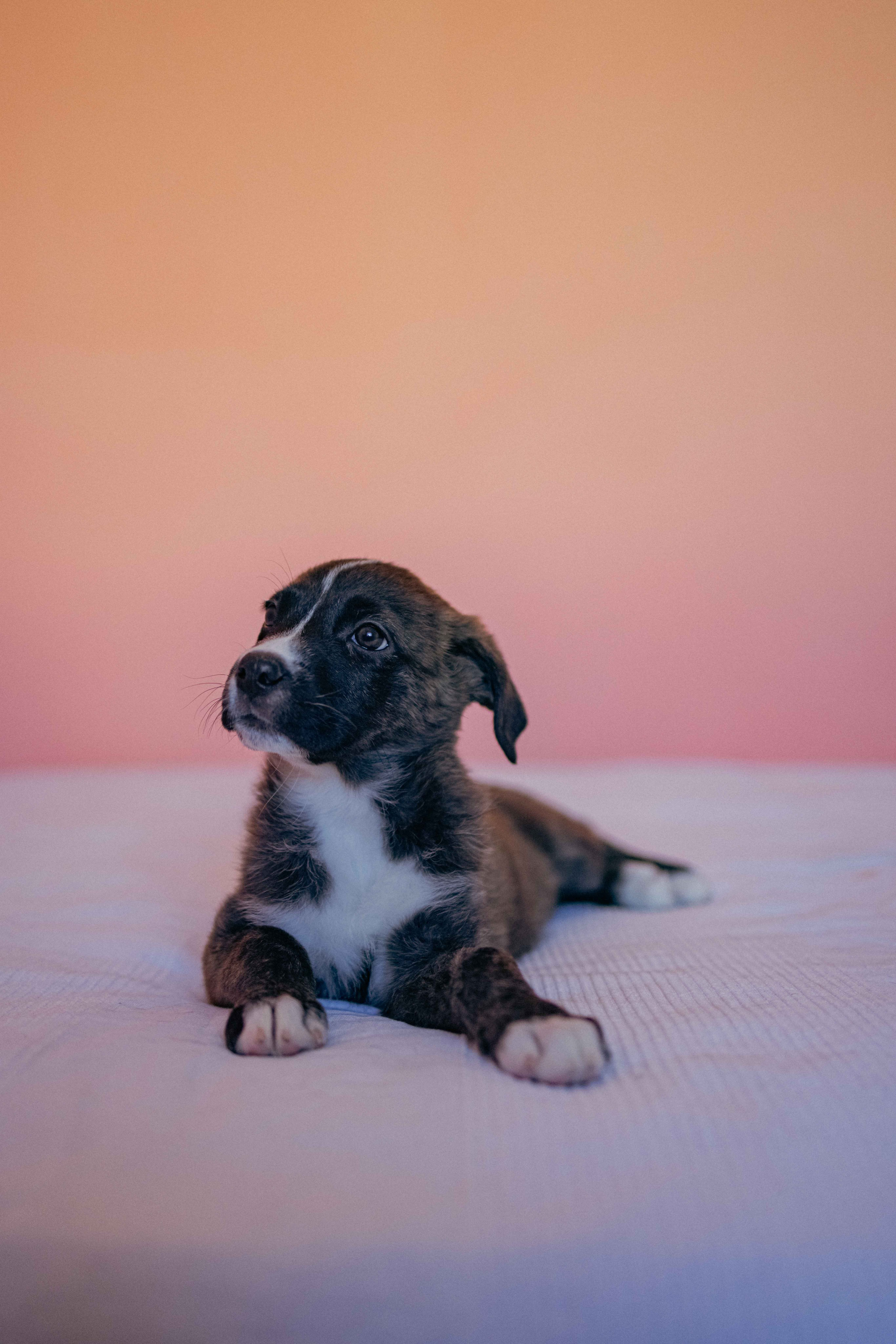 Гайка. Фотограф-анималист в Москве Лера Черноног