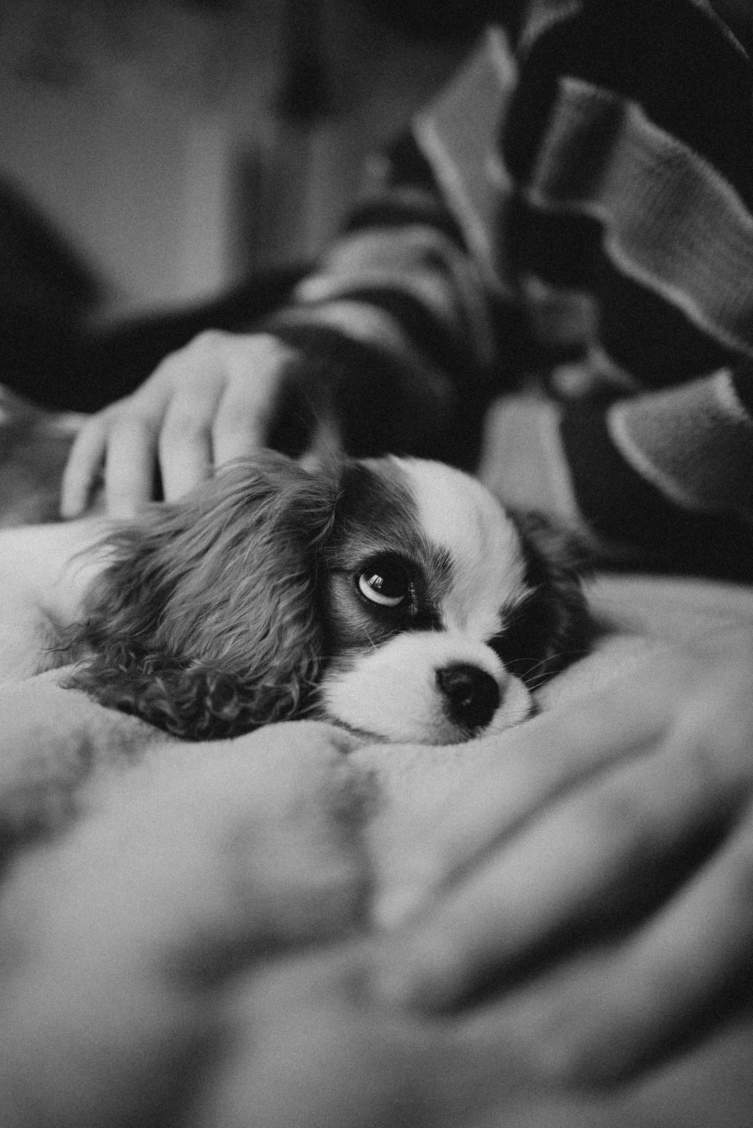 Юля и Кипр. Фотограф-анималист в Москве Лера Черноног