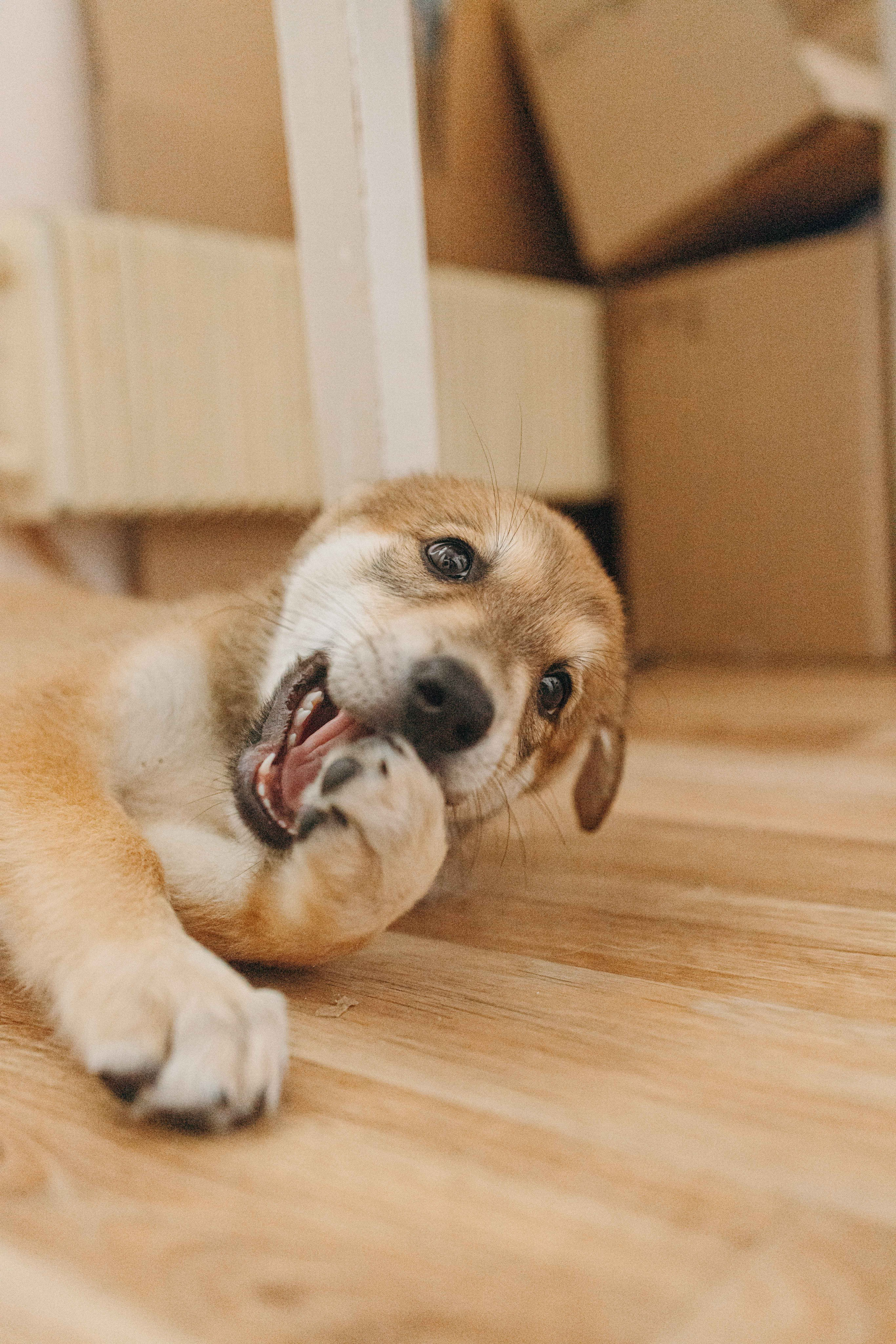 Щеночки на кухне. Фотограф-анималист в Москве Лера Черноног