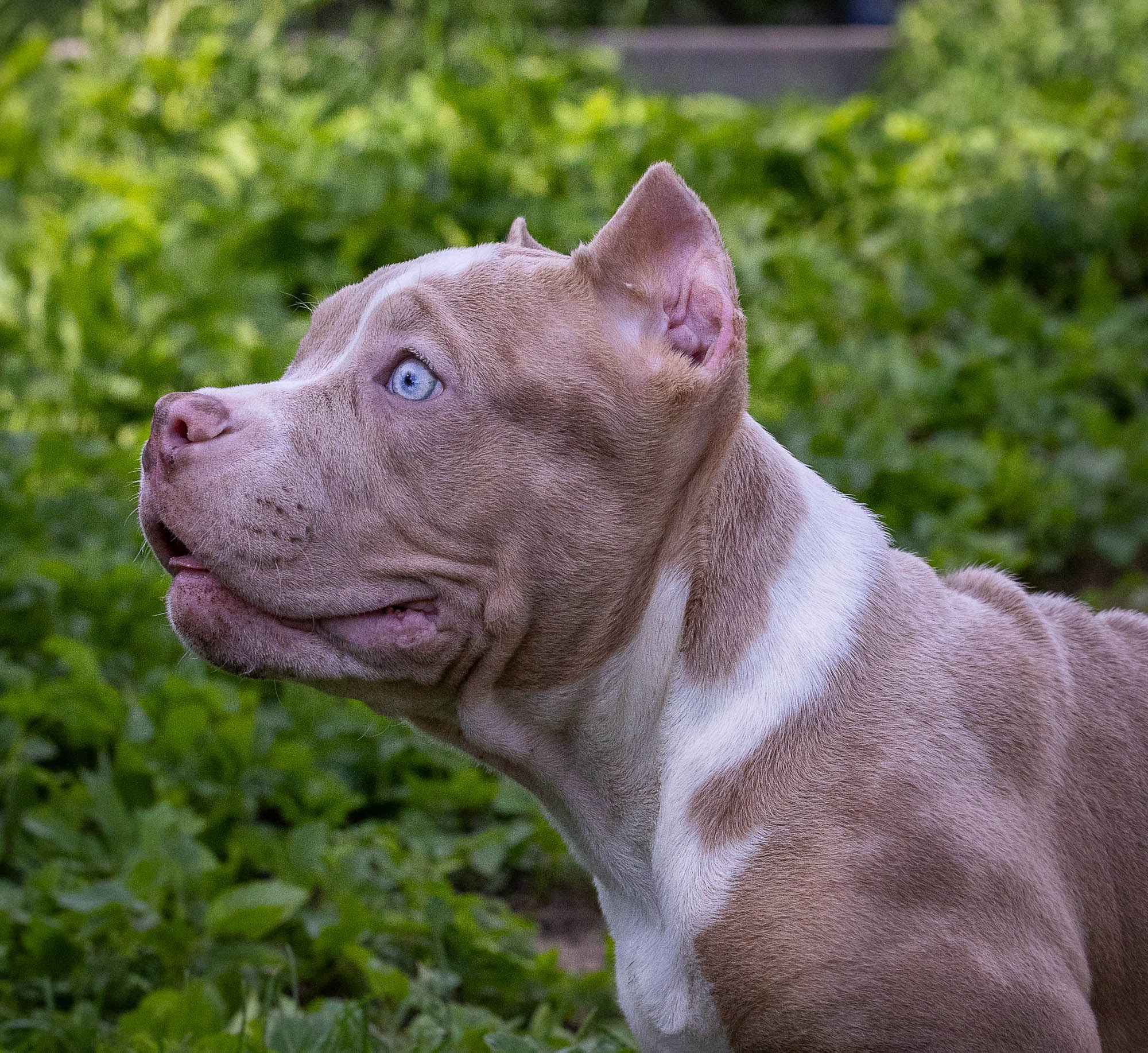 Щенки Тэя. Виктория Михайловская. Фотограф-анималист. Москва