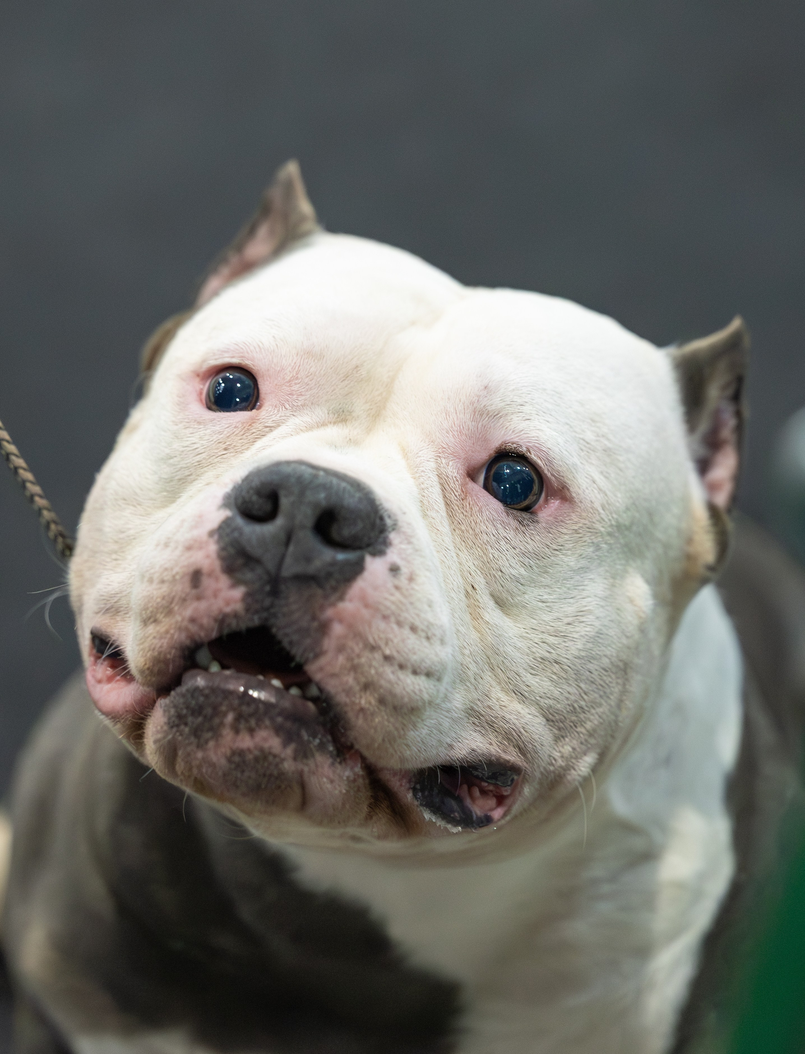 АВКС. Виктория Михайловская. Фотограф-анималист. Москва