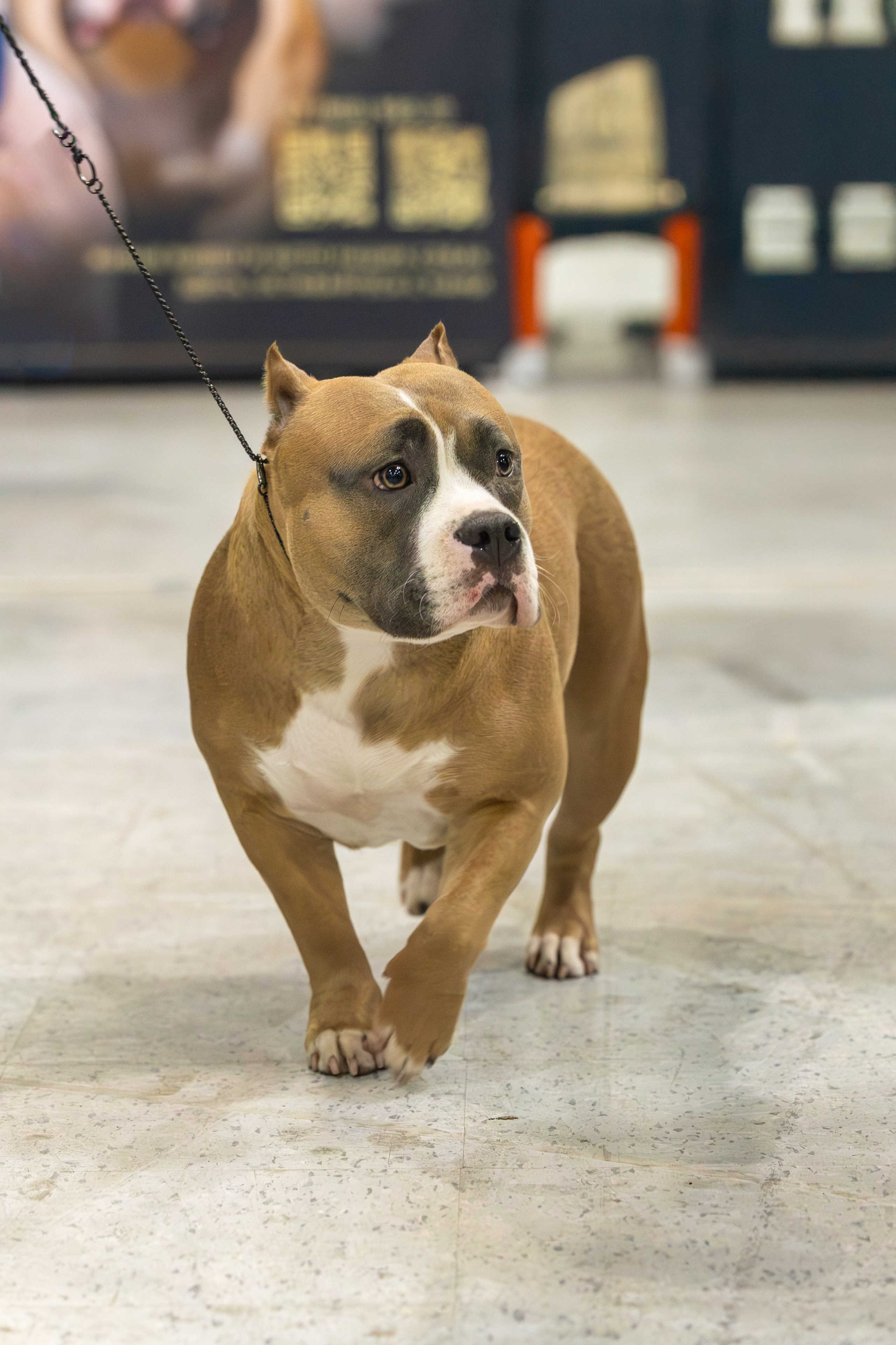 АВКС. Виктория Михайловская. Фотограф-анималист. Москва