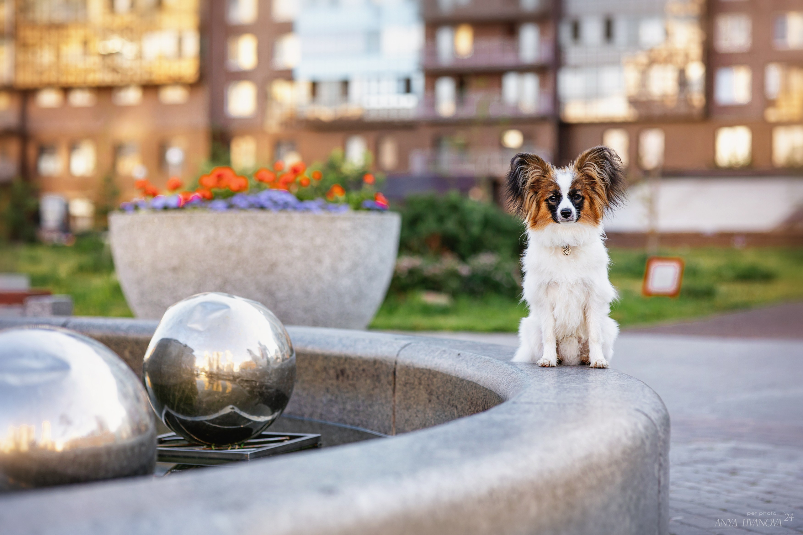 Хьюстон. Фотограф анималист Аня Ливанова | Рыбинск