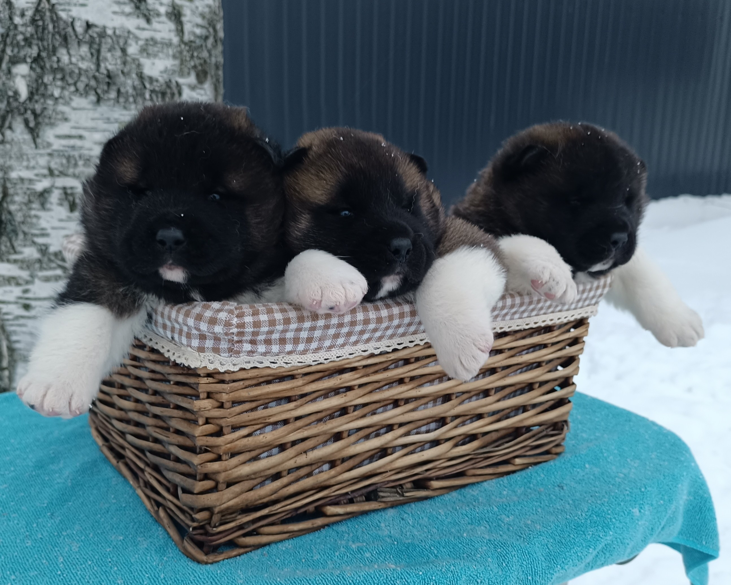 Американская акита  щенки питомник Санкт-Петербург клубные щенки Американская акита питомник RUBYLIGHT Рубилайт купить щенка американской акиты