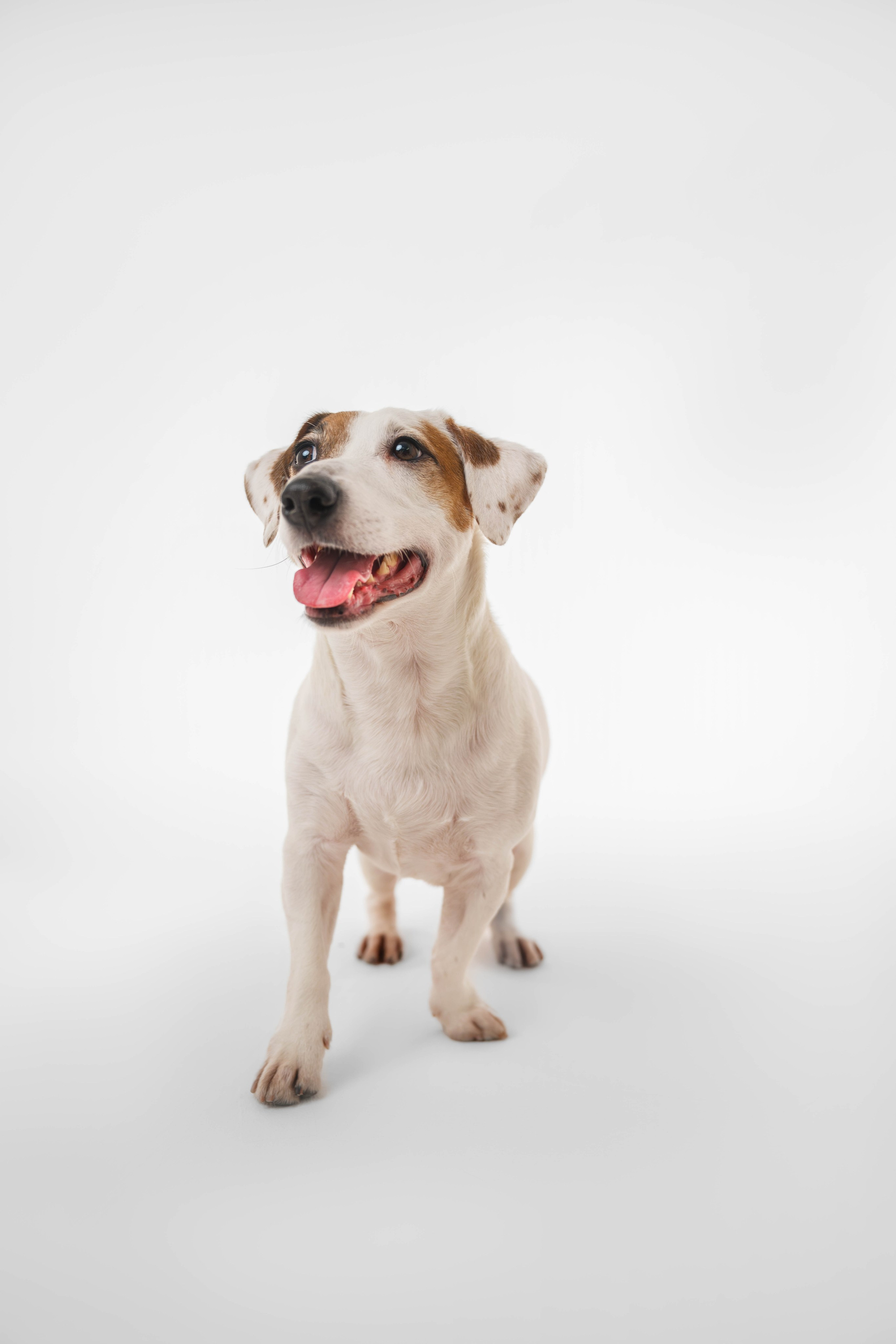 Джек Рассел. Фотограф Анималист в Москве Анастасия Жучкова