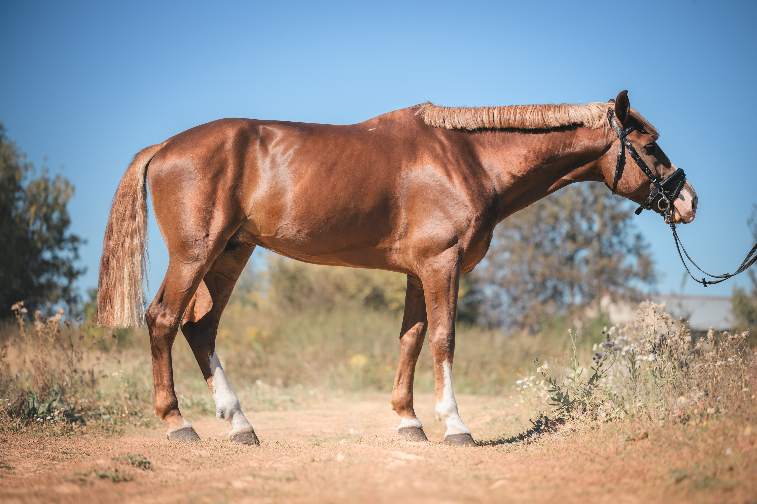 Виктория и Лео. Фотограф Анималист в Москве Анастасия Жучкова