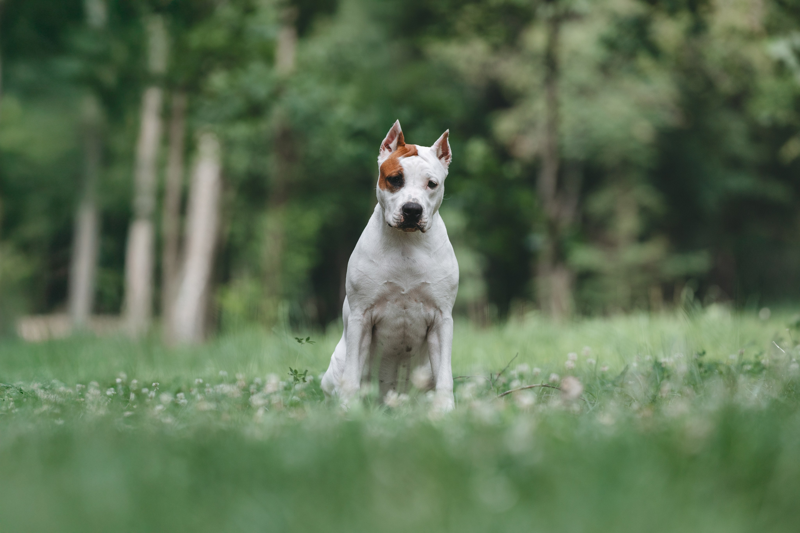 Американский стаффордширский терьер. Фотограф Анималист в Москве Анастасия Жучкова