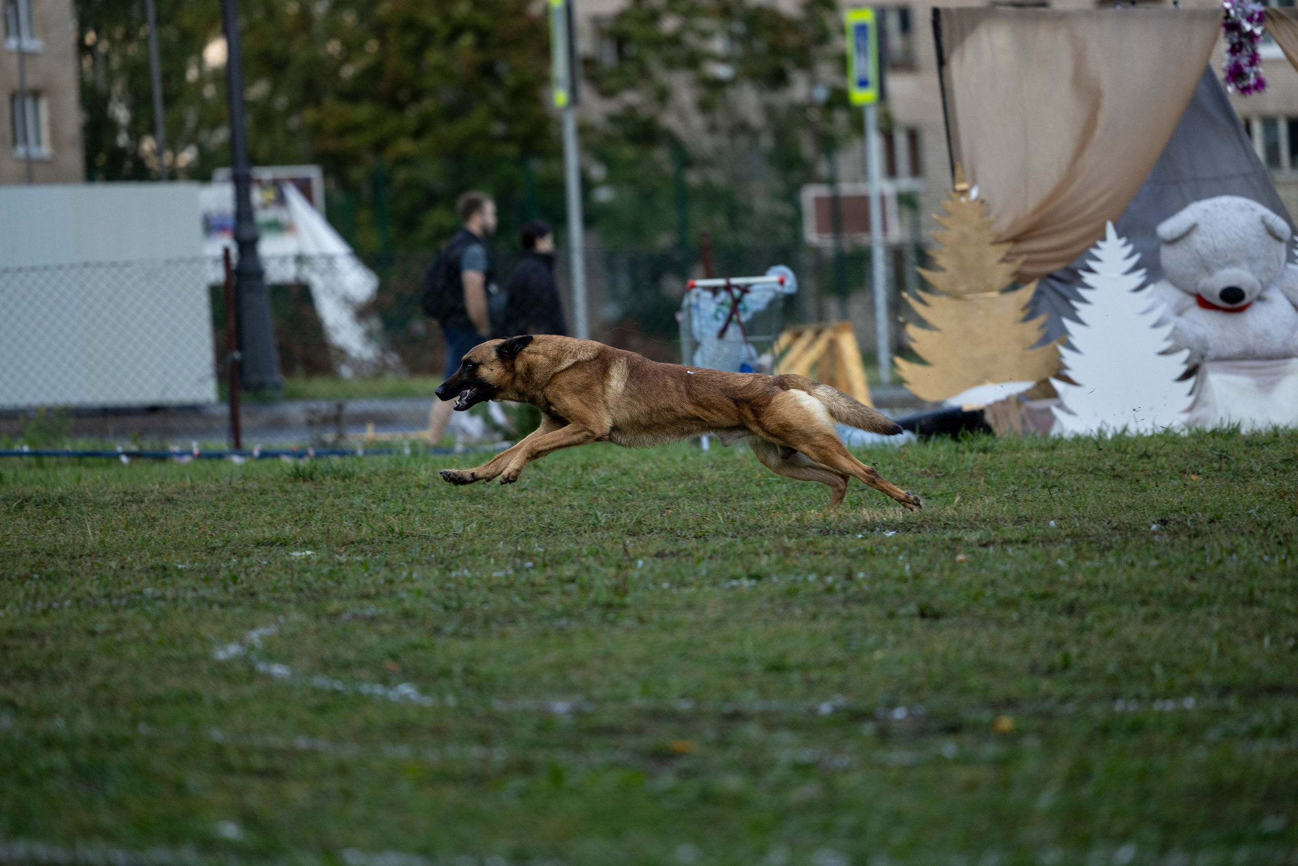Испытания по Мондьорингу г. Пушкин. Фотограф-анималист Анна Маринич