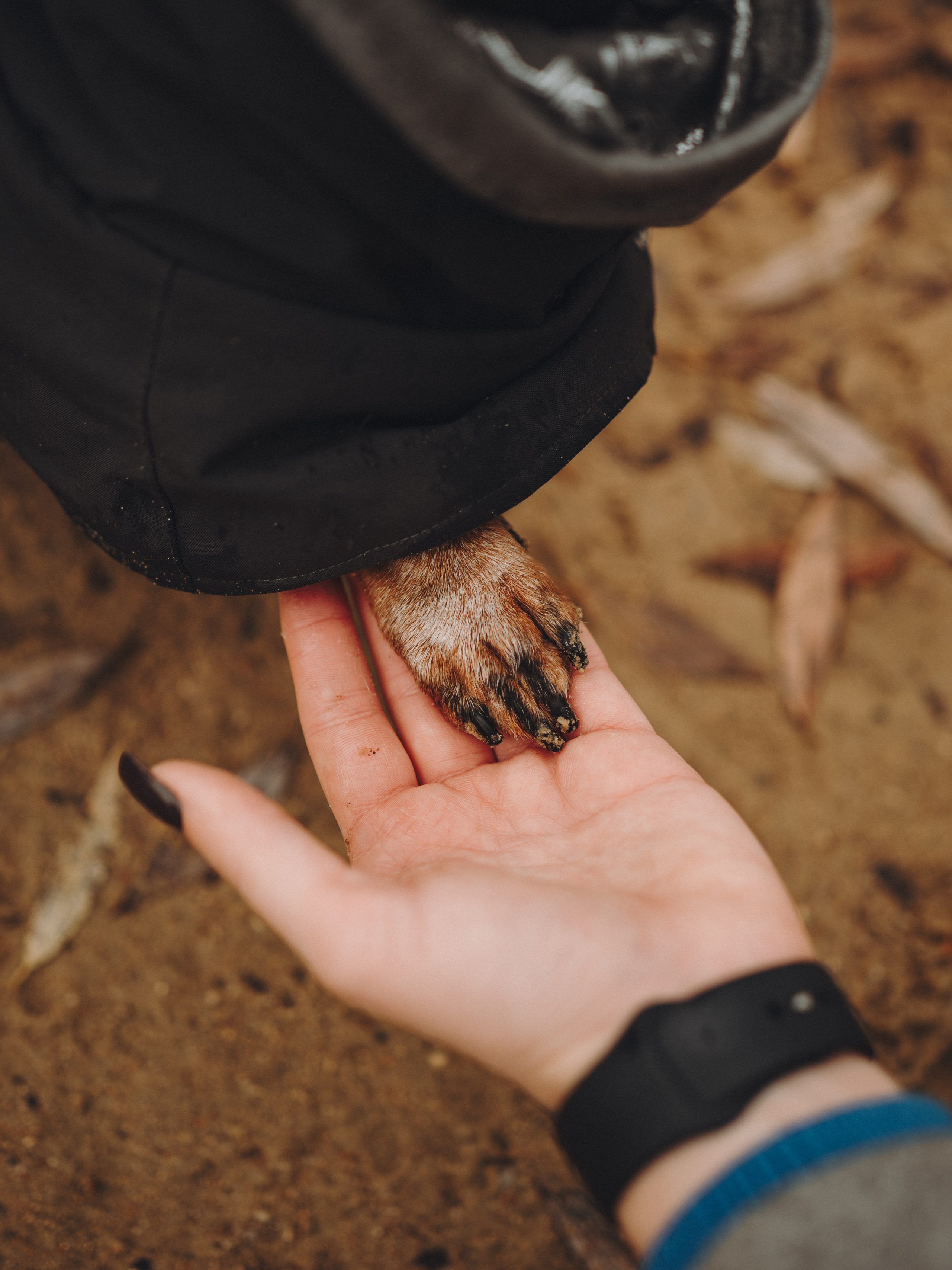 Аня, Оскар и Яр. Семейный фотограф анималист Ананьева Мария — Москва