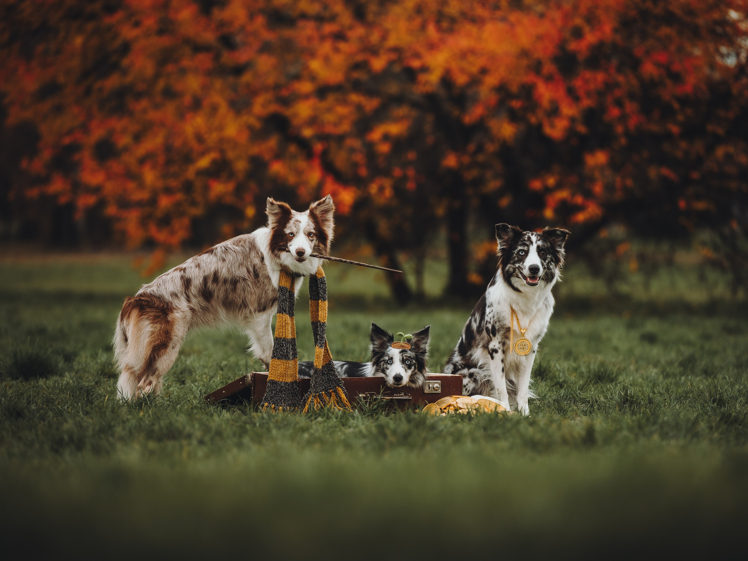 Лилу, Ри и Тучка. Семейный фотограф анималист Ананьева Мария — Москва
