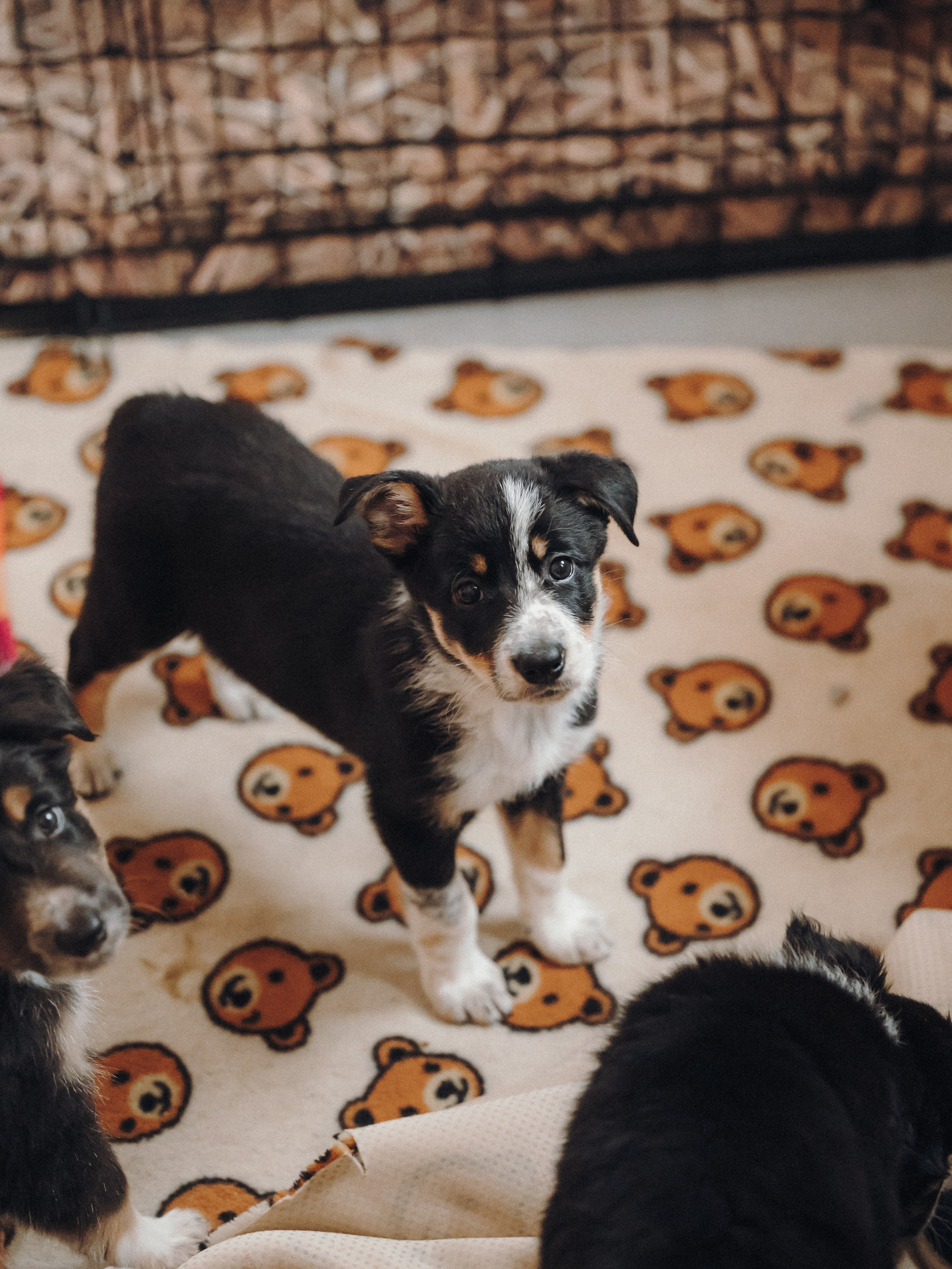 Бордер колли. Семейный фотограф анималист Ананьева Мария — Москва