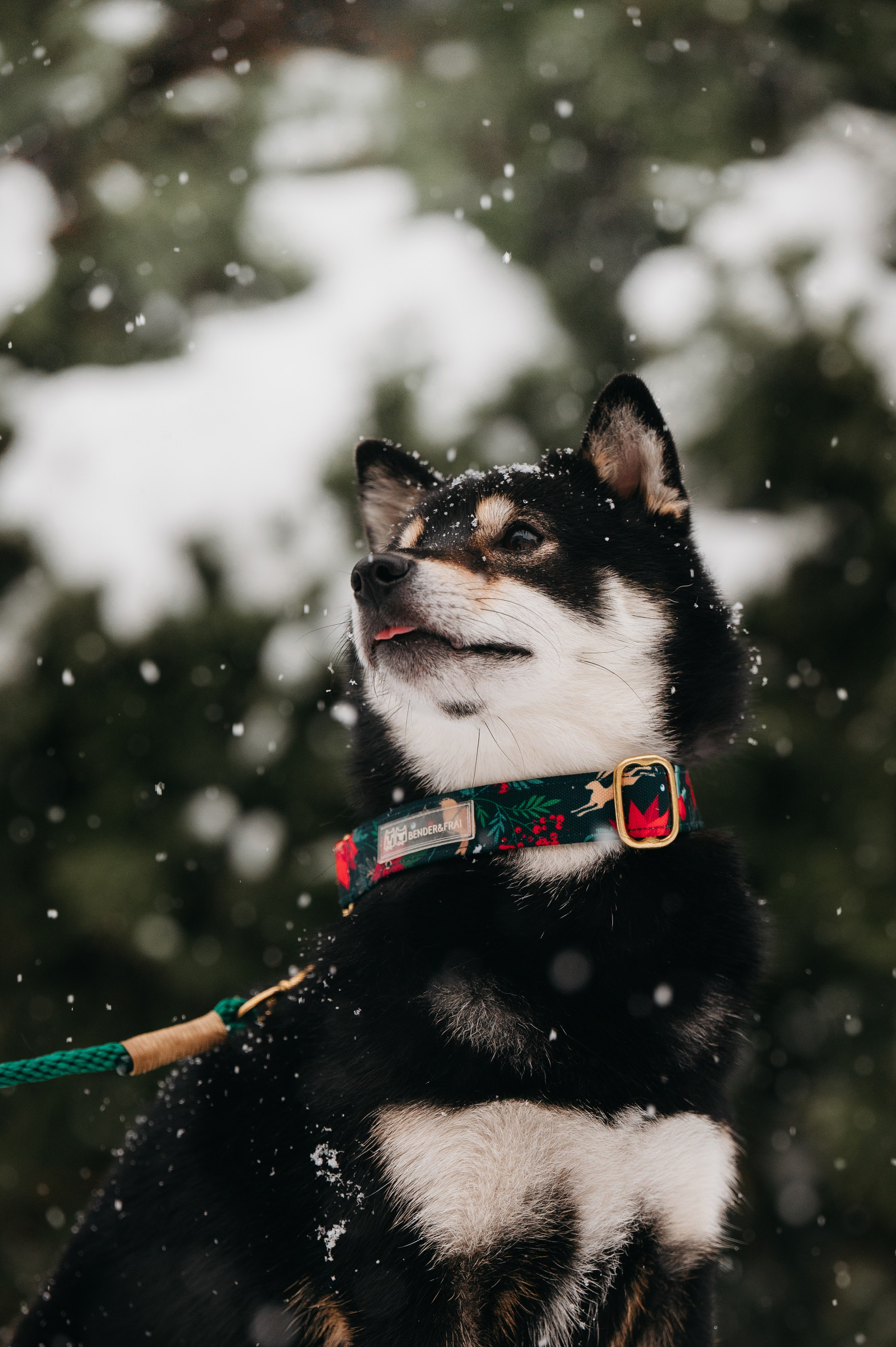 Bender&Frai. Зимняя коллекция. Семейный фотограф анималист Ананьева Мария — Москва