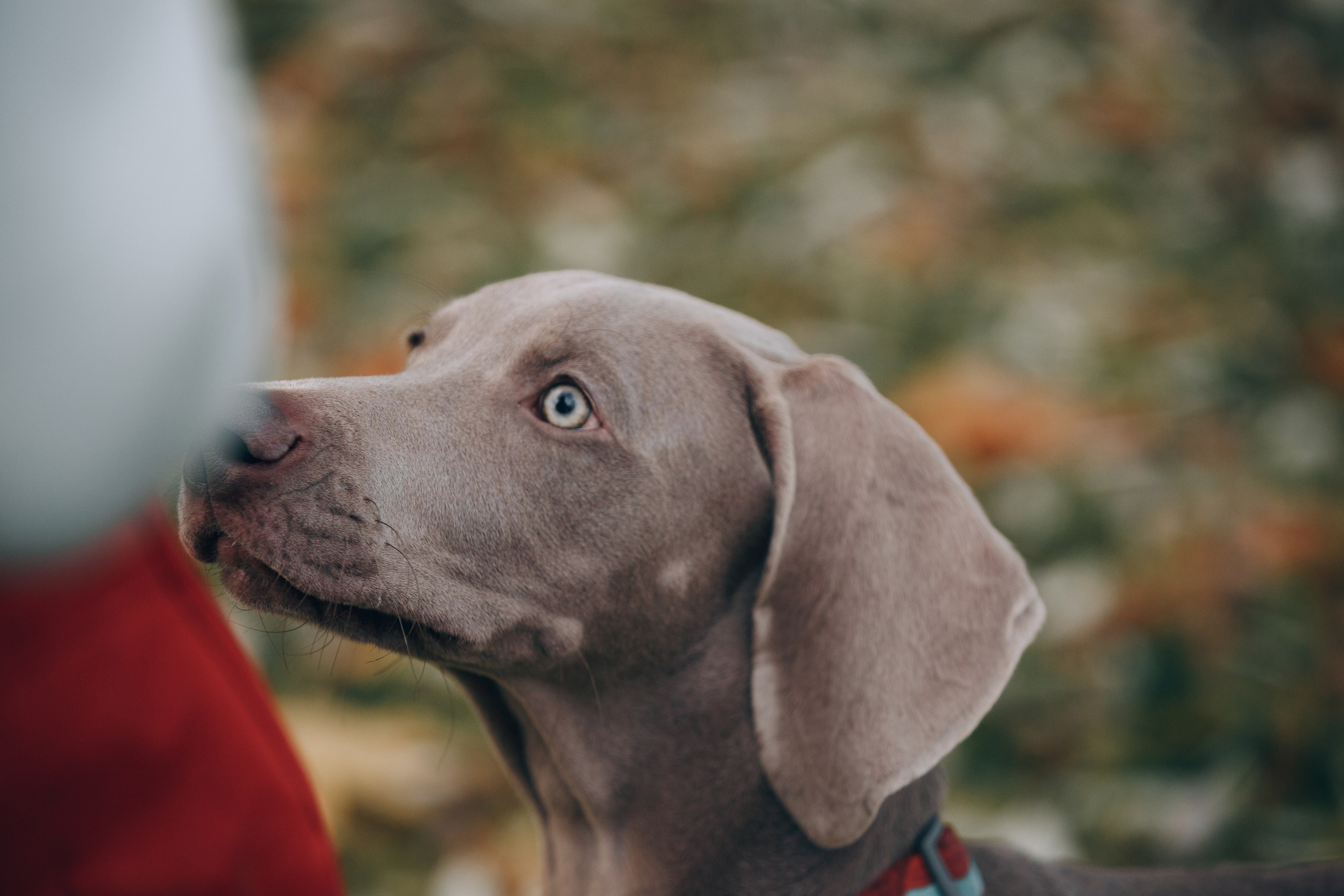 Оля, Саша и Бастиан. Фотограф анималист Кристина Карпова, Москва