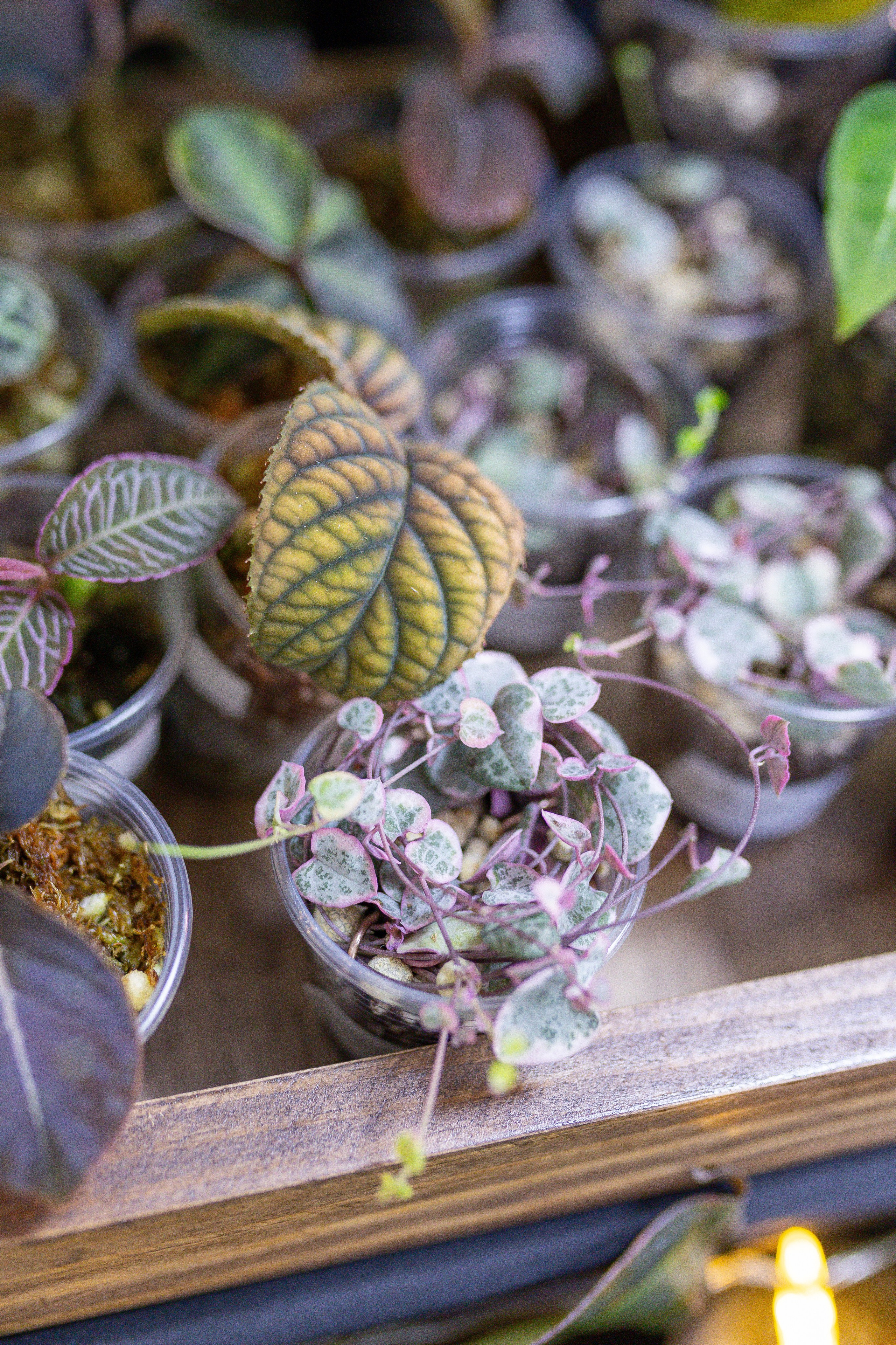 Орхидиум 12.2025. Александра Куликова фотограф, Москва