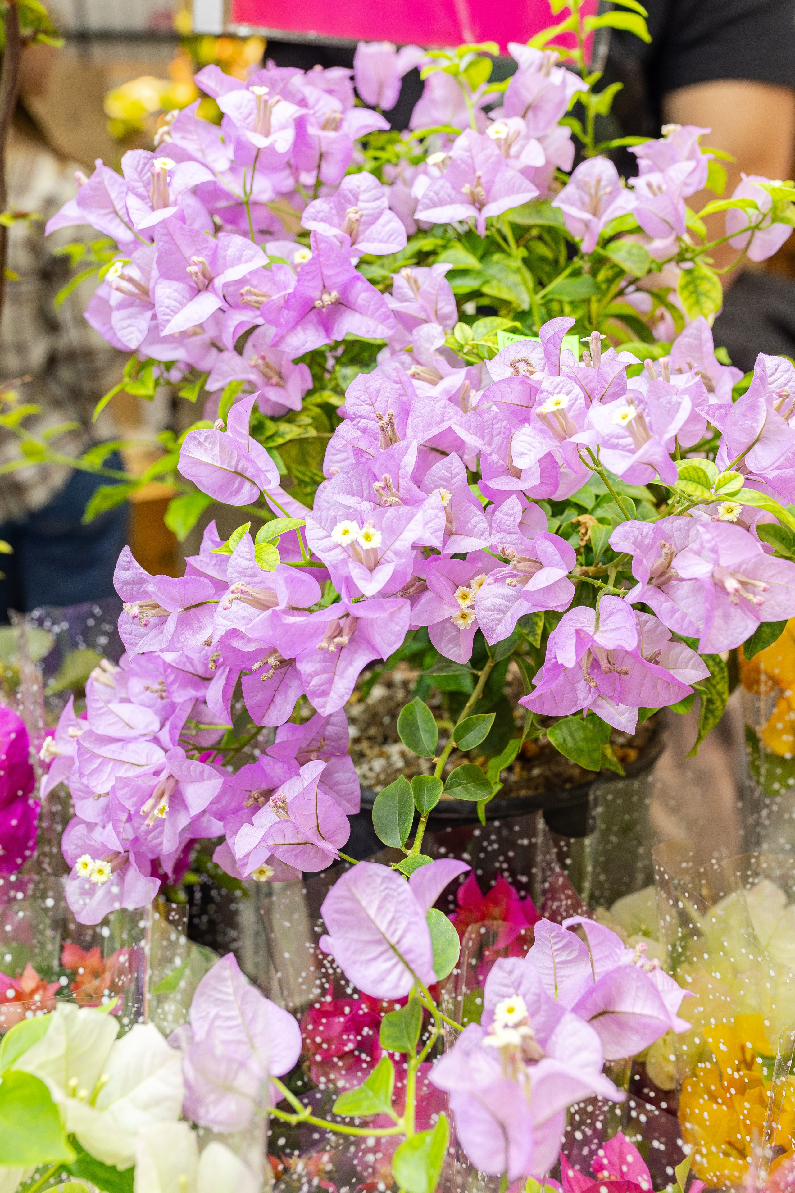 Монстериум апрель 2026. Александра Куликова фотограф, Москва