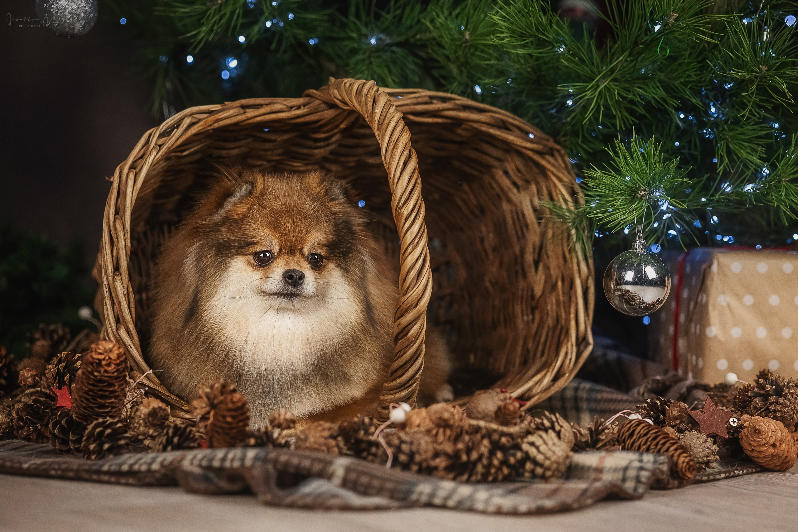 Фотодень_2 2025. Фотограф анималист Аня Ливанова | Рыбинск