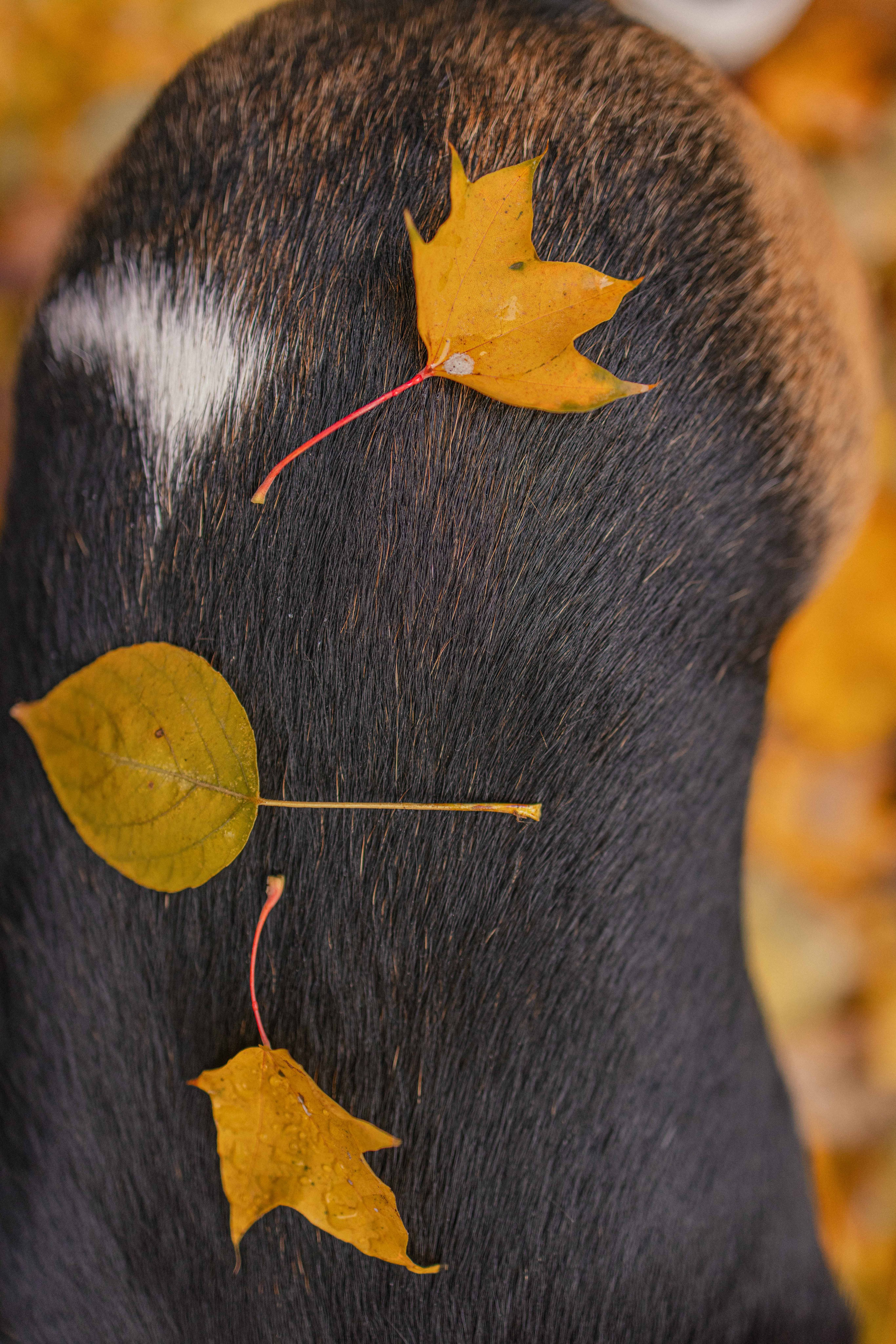 Света и Ива. Фотограф-анималист в Москве Лера Черноног