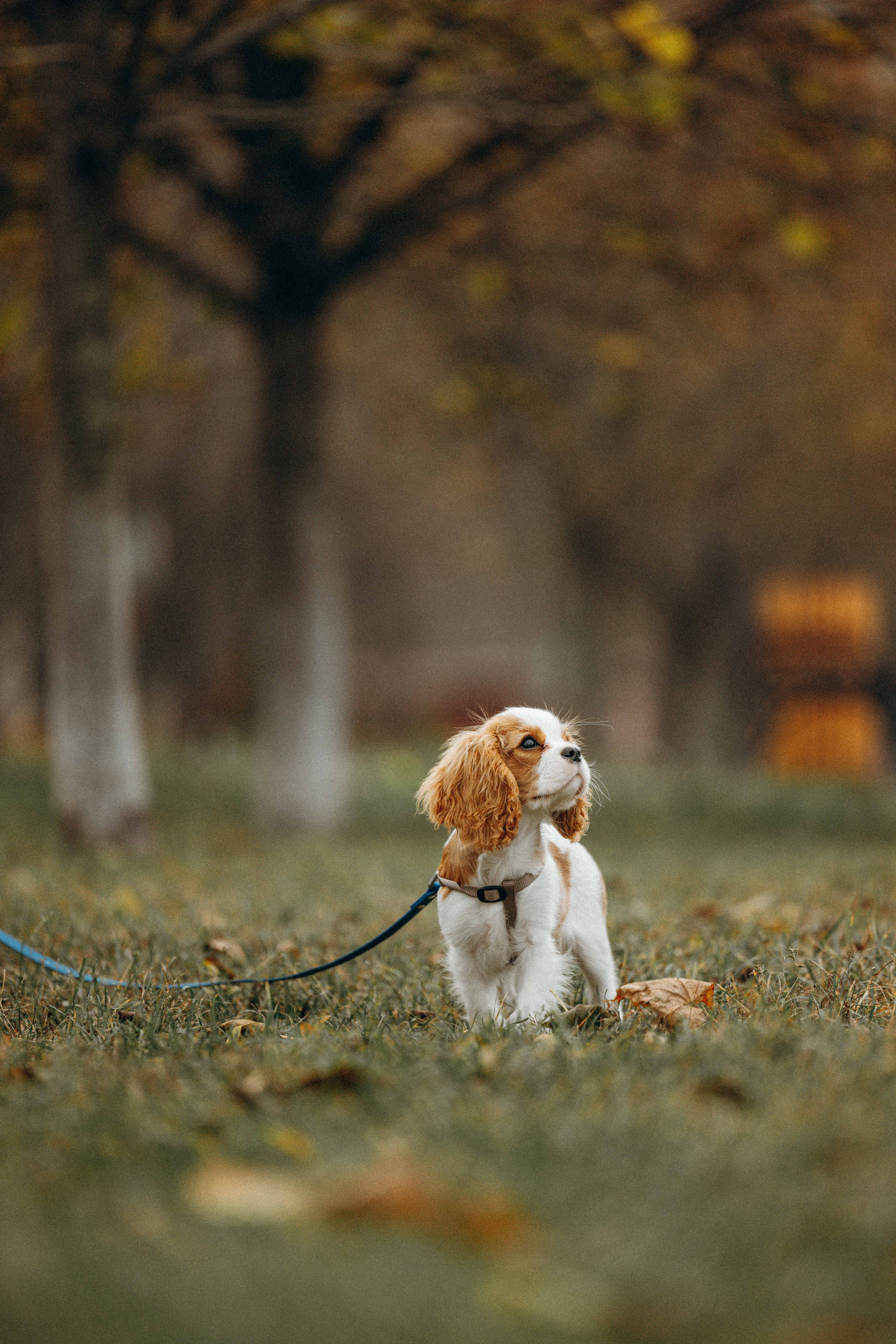 Юля и Кипр. Фотограф-анималист в Москве Лера Черноног