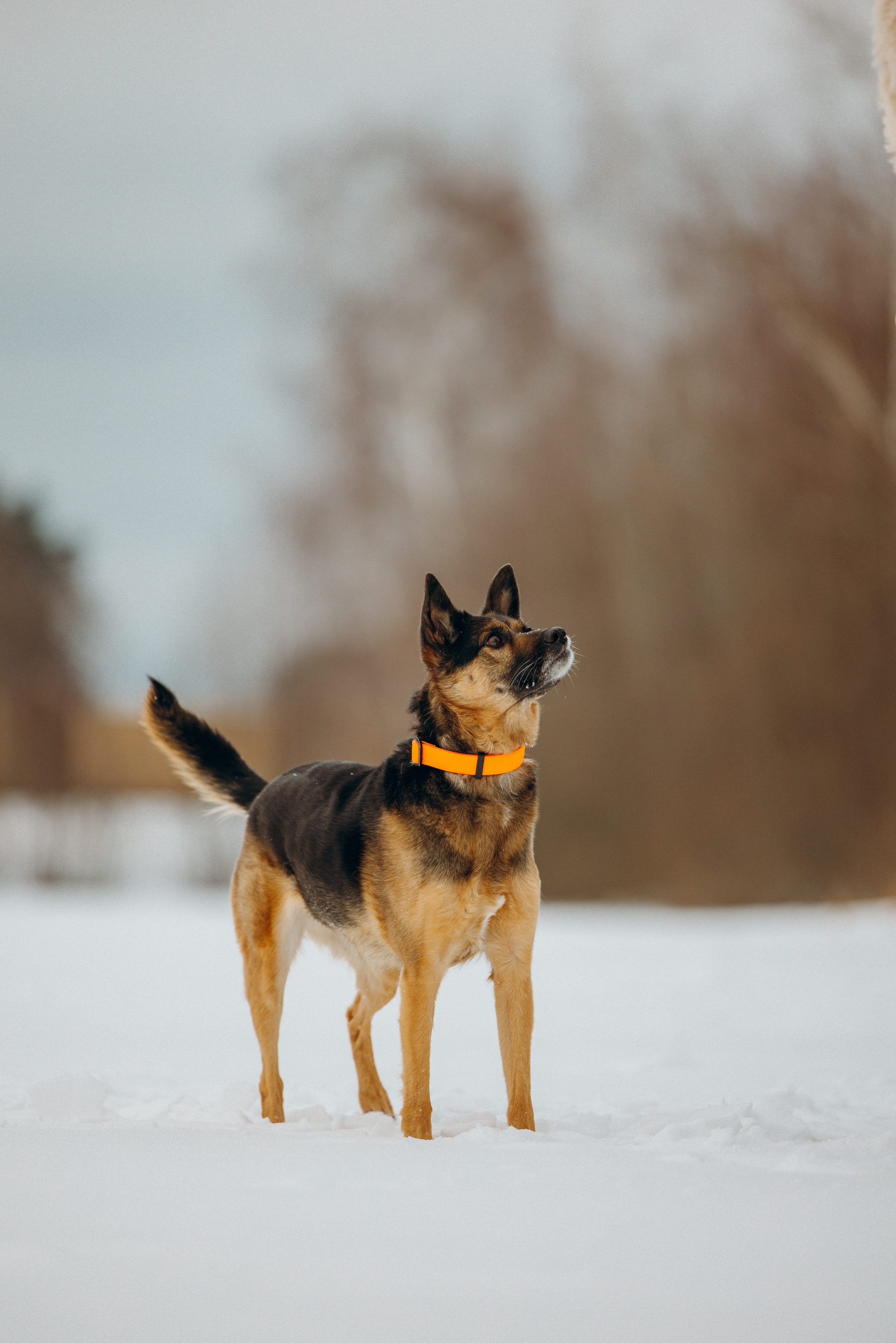 Ника, Матиша и Герда. Фотограф-анималист в Москве Лера Черноног