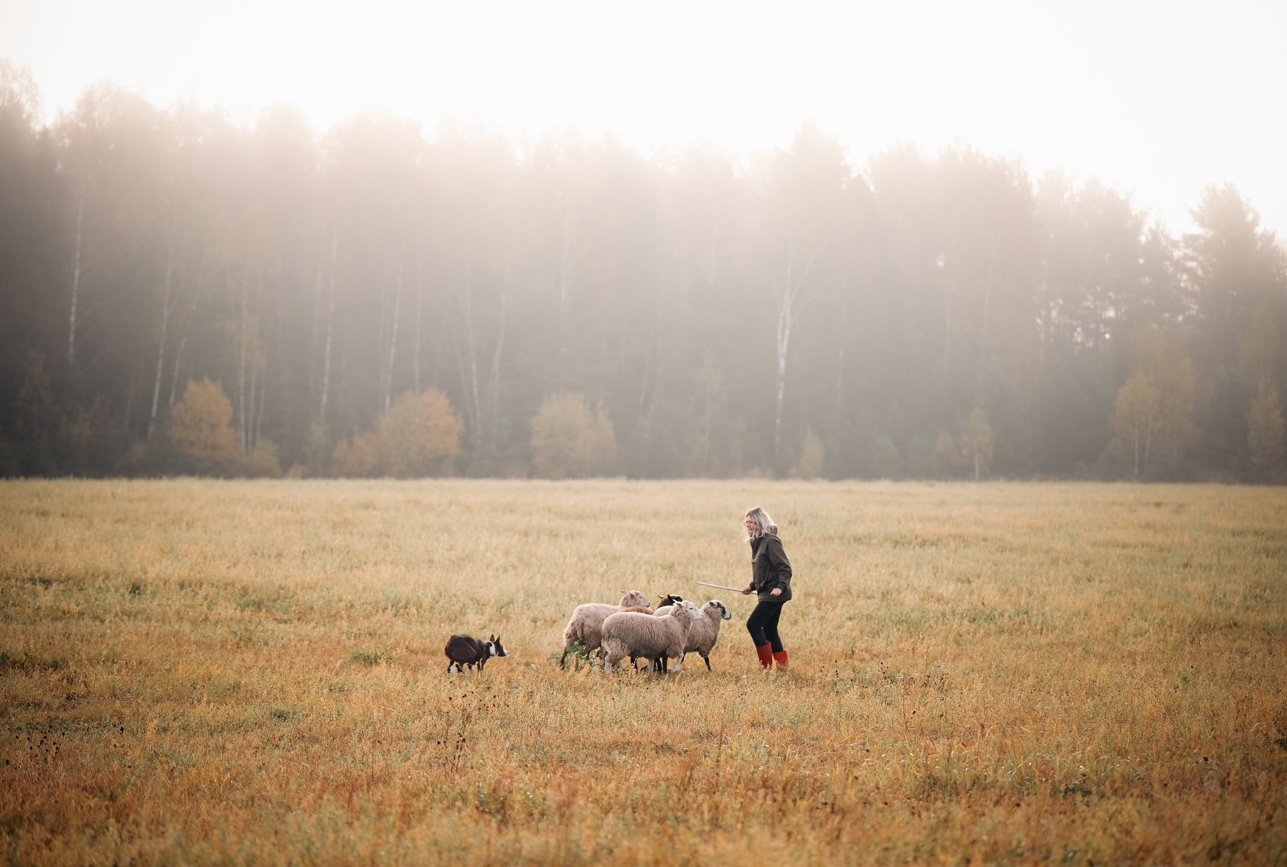 Пастьба. Семейный фотограф анималист Ананьева Мария — Москва