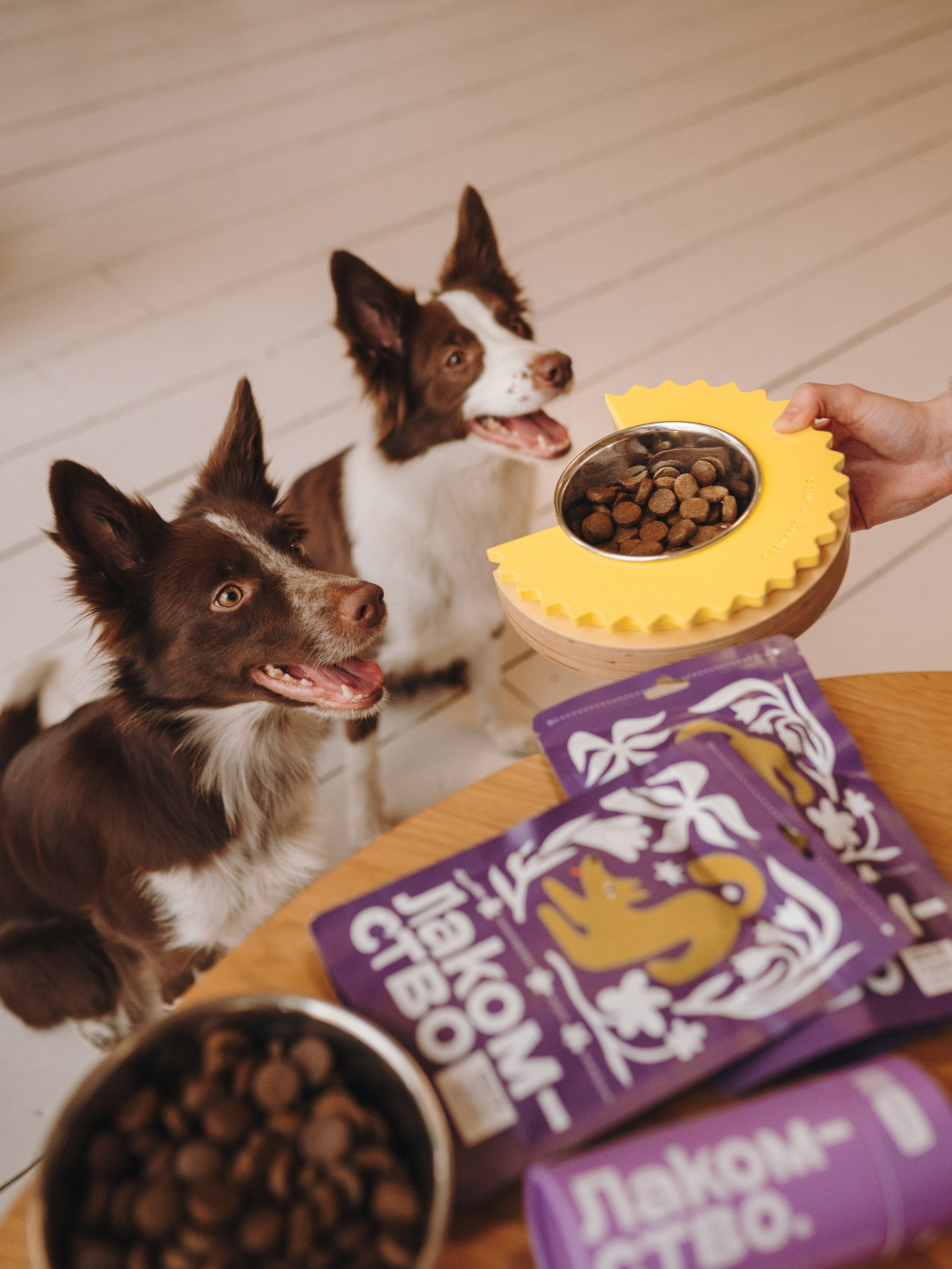 Cosmodog. Миски и лакомства. Семейный фотограф анималист Ананьева Мария — Москва