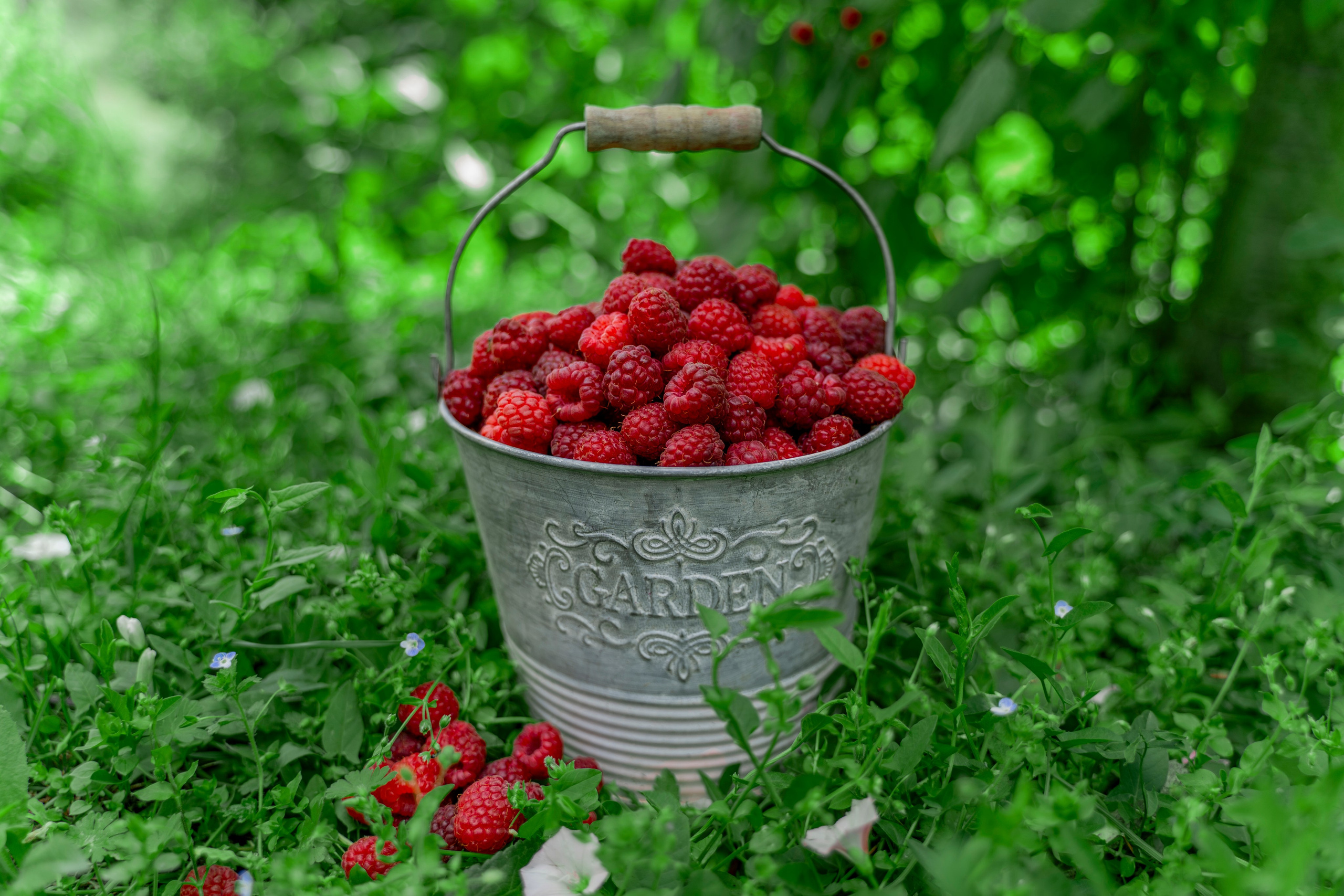Raspberry. Photographer Liana Sudets Serbia Kopaonik Brzece Brus