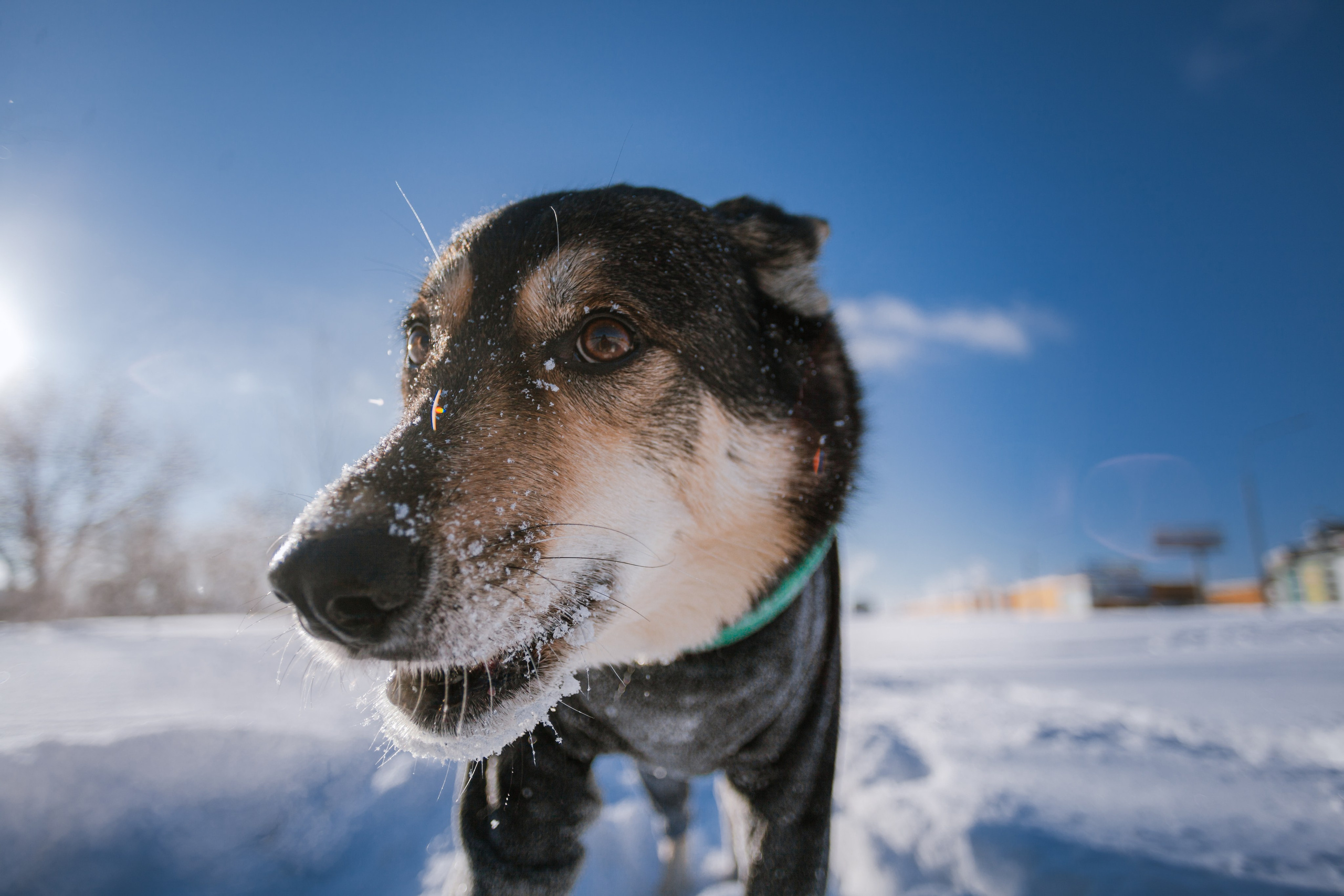 Зимняя экспресс съемка Дюка. Фотограф-анималист Татьяна Степанова