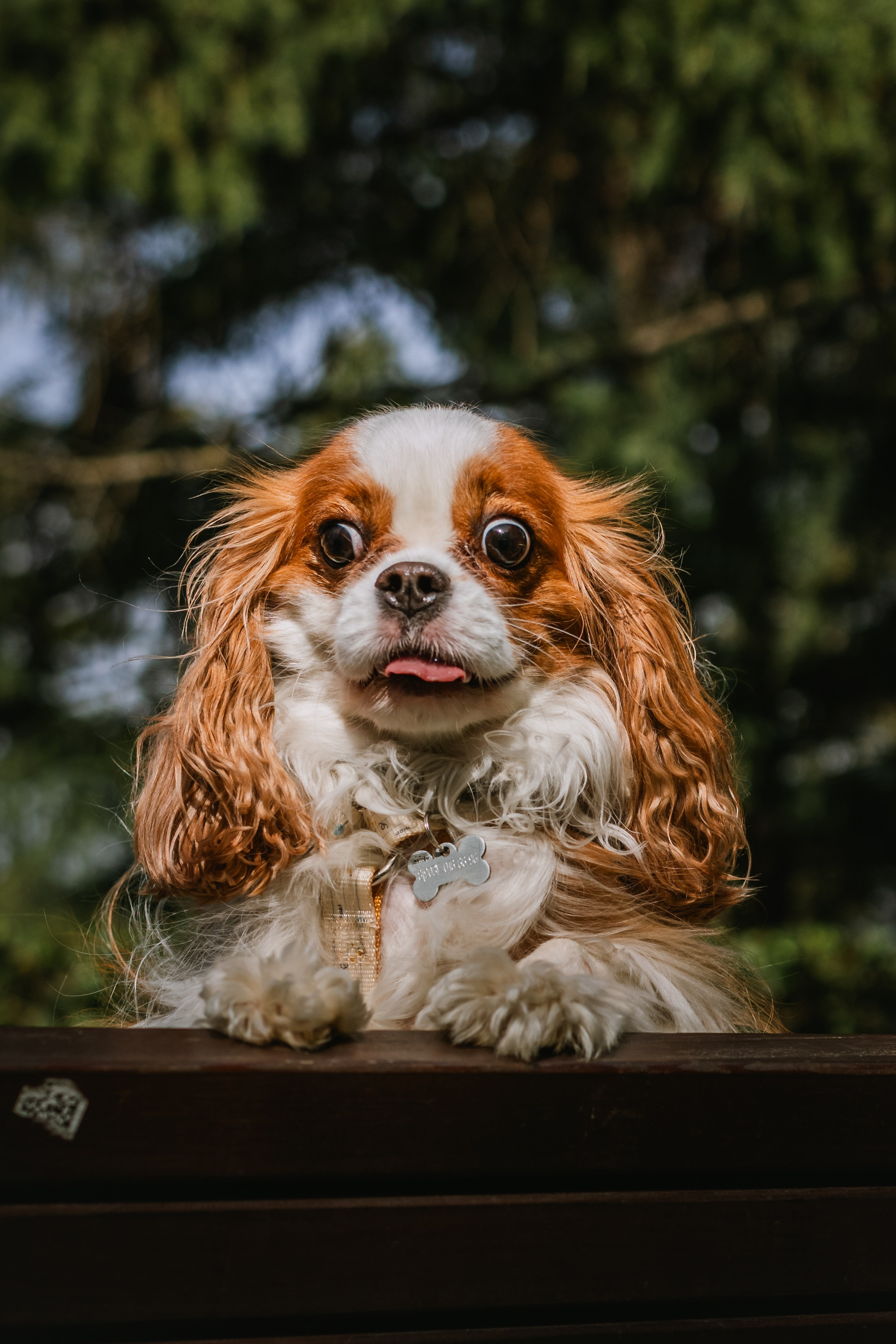 Фотопрогулка на бульваре. Фотограф-анималист Татьяна Степанова