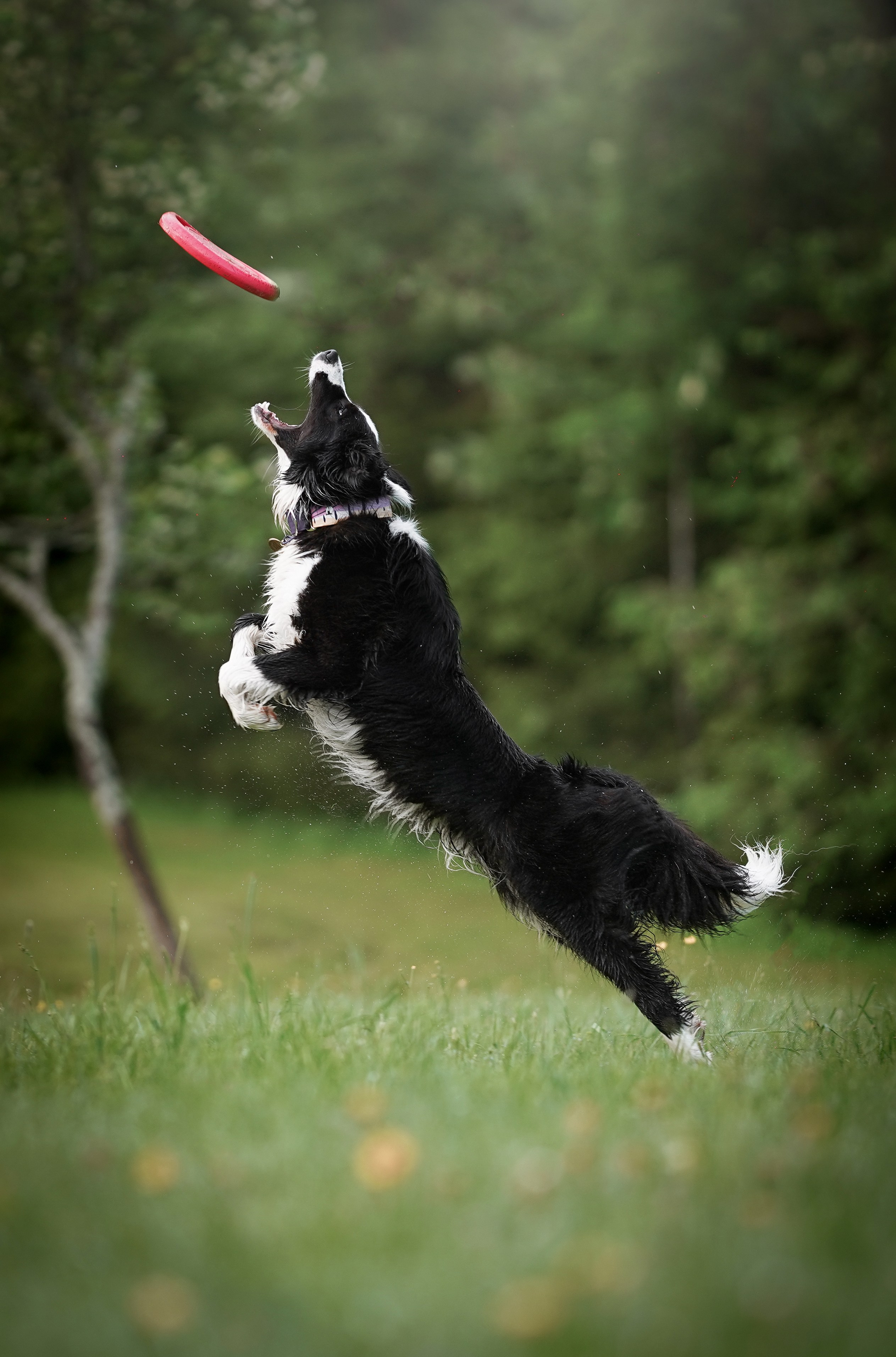 Юля, ее мама и Груша. Фотограф-анималист в Санкт-Петербурге Яна Мартынова
